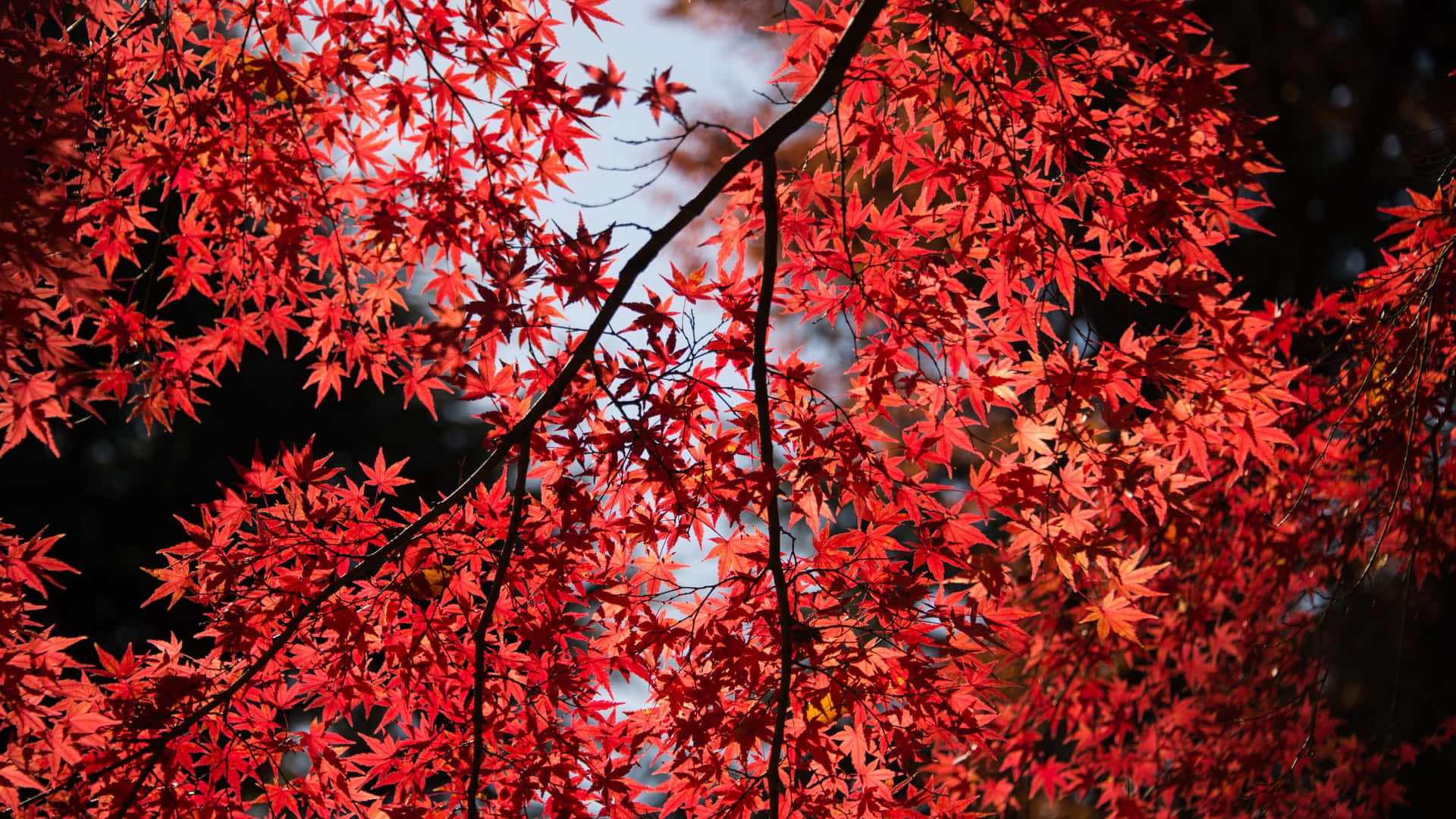 藍天下鮮紅的楓葉，陽光穿過樹枝灑落。