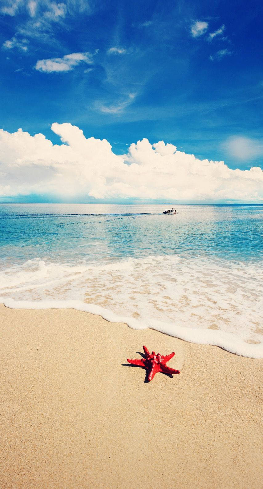 沙灘上的紅色海星，海浪和藍天