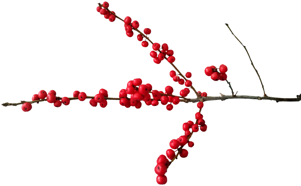 紅色漿果枝條透明背景 壁紙 — 一條掛滿鮮紅色漿果的樹枝，在純黑背景下對角伸展。
