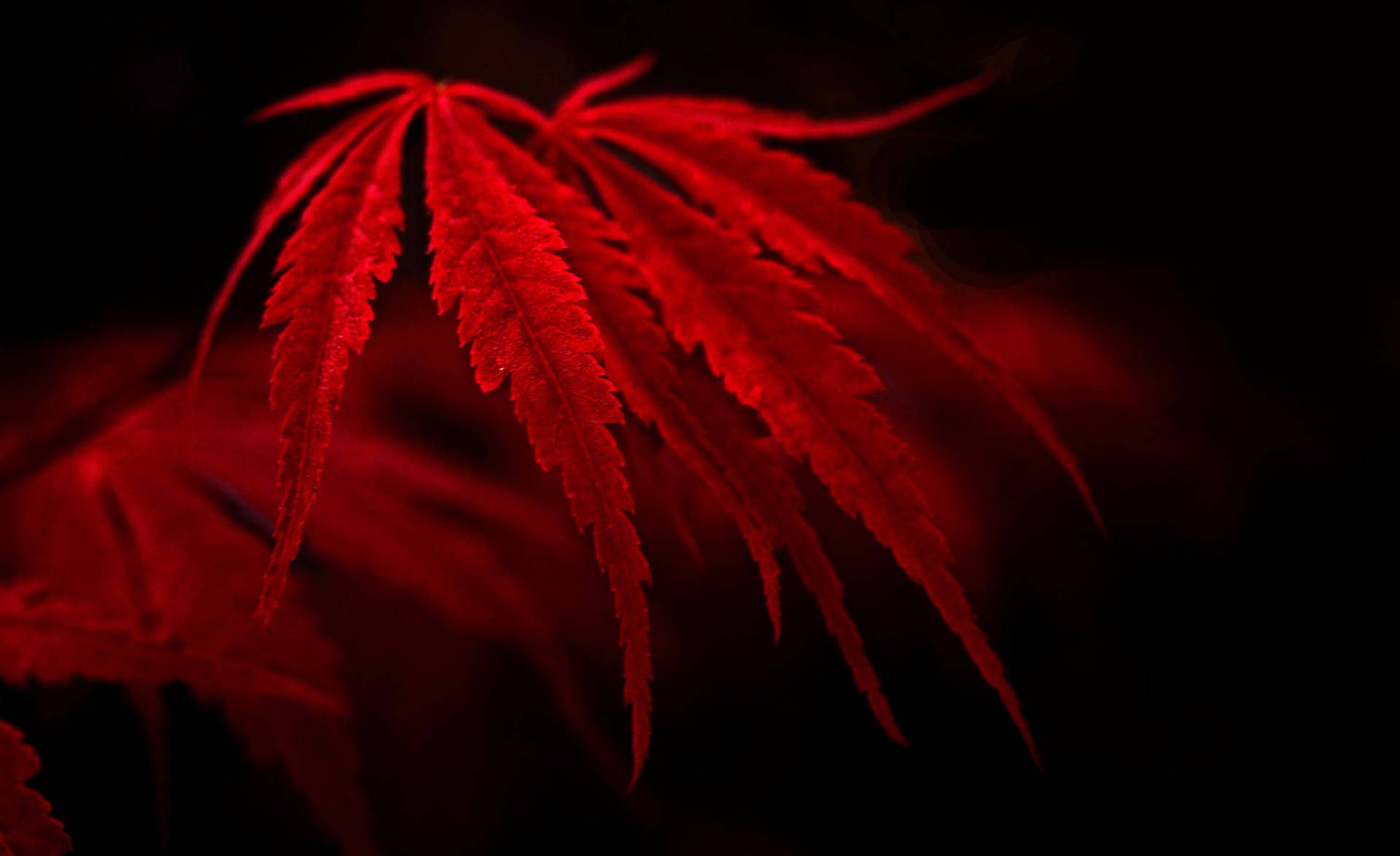 在黑暗背景中閃耀的紅色楓葉，帶有柔和散景