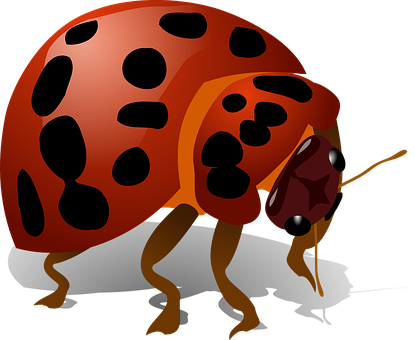 紅色瓢蟲插圖 壁紙