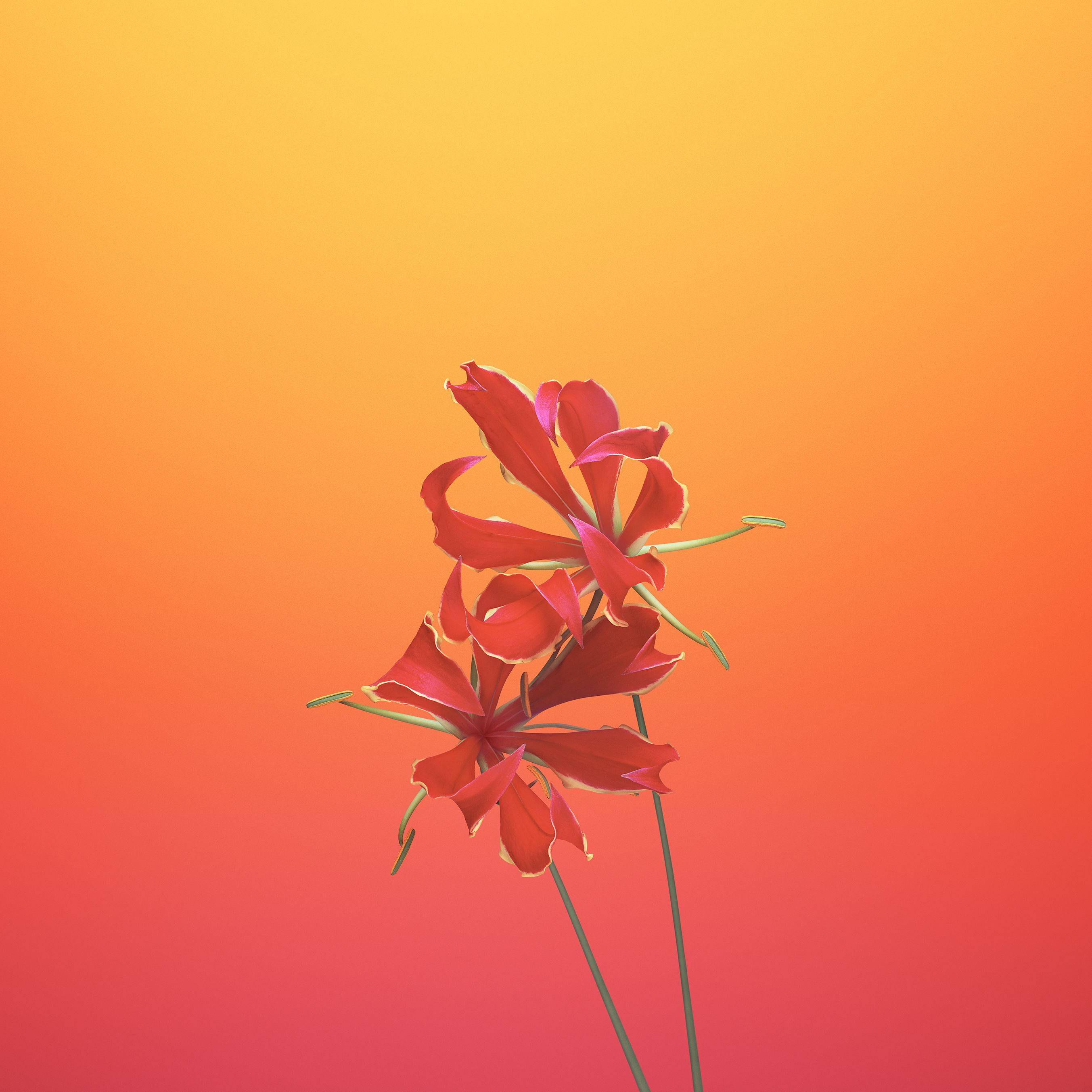 紅色百合花蘋果壁紙 壁紙 — 兩朵鮮豔的紅色花朵，花瓣細膩，矗立在溫暖的橙色和粉紅色漸變日落天空前。