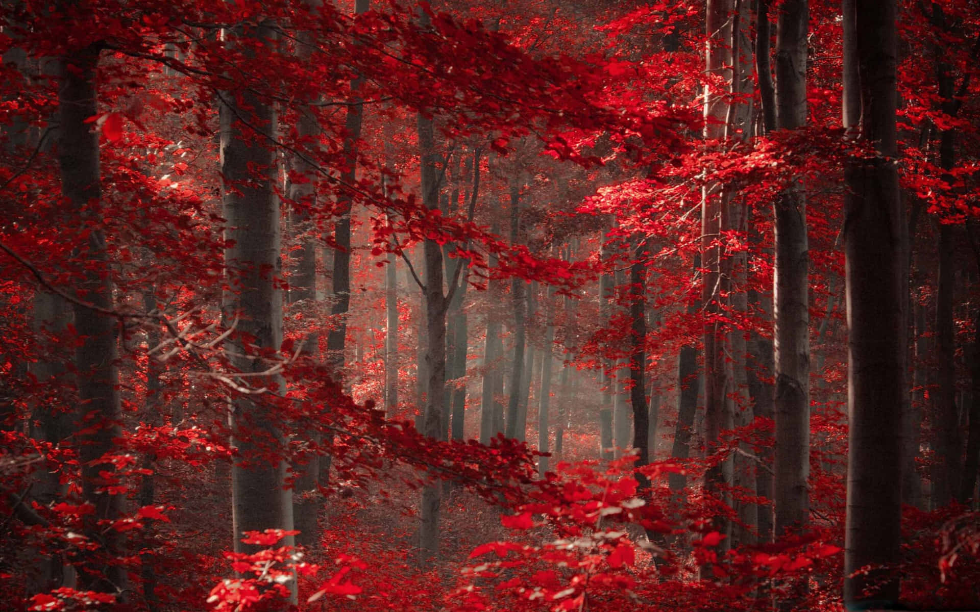 一片有紅葉和迷霧氣氛的森林