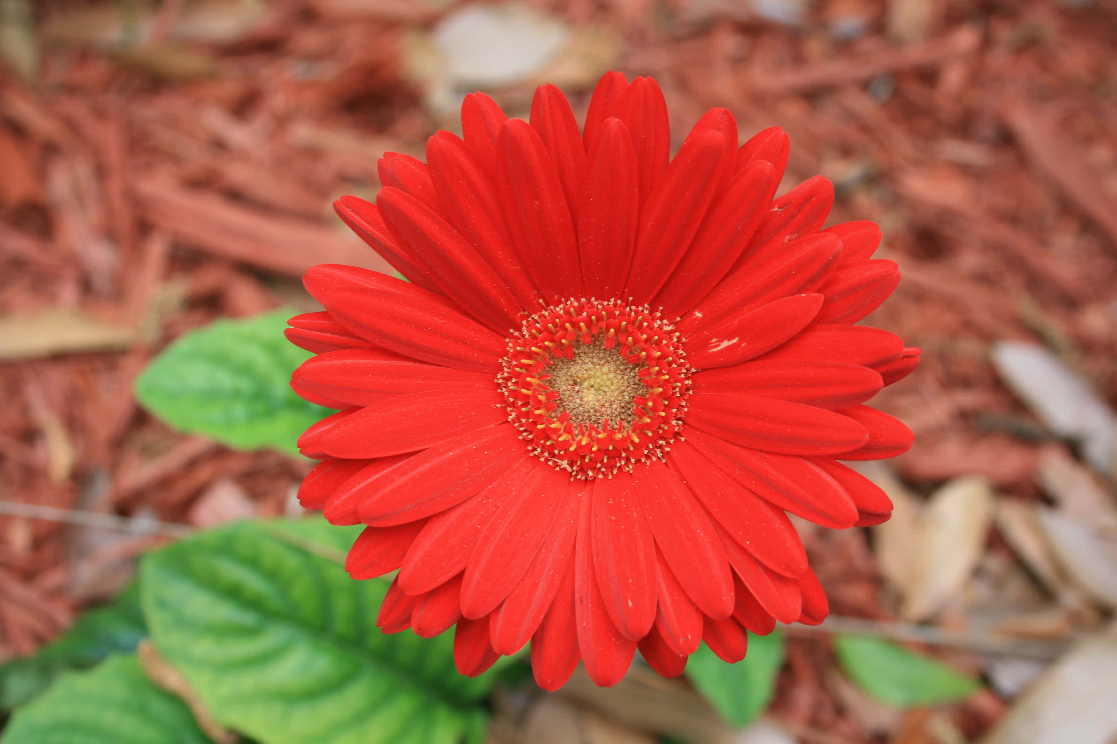 紅色羞澀雛菊花朵圖 壁紙 — 一朵鮮紅的非洲菊雛菊在濃郁的棕色覆蓋物和綠葉的背景下明亮地綻放。