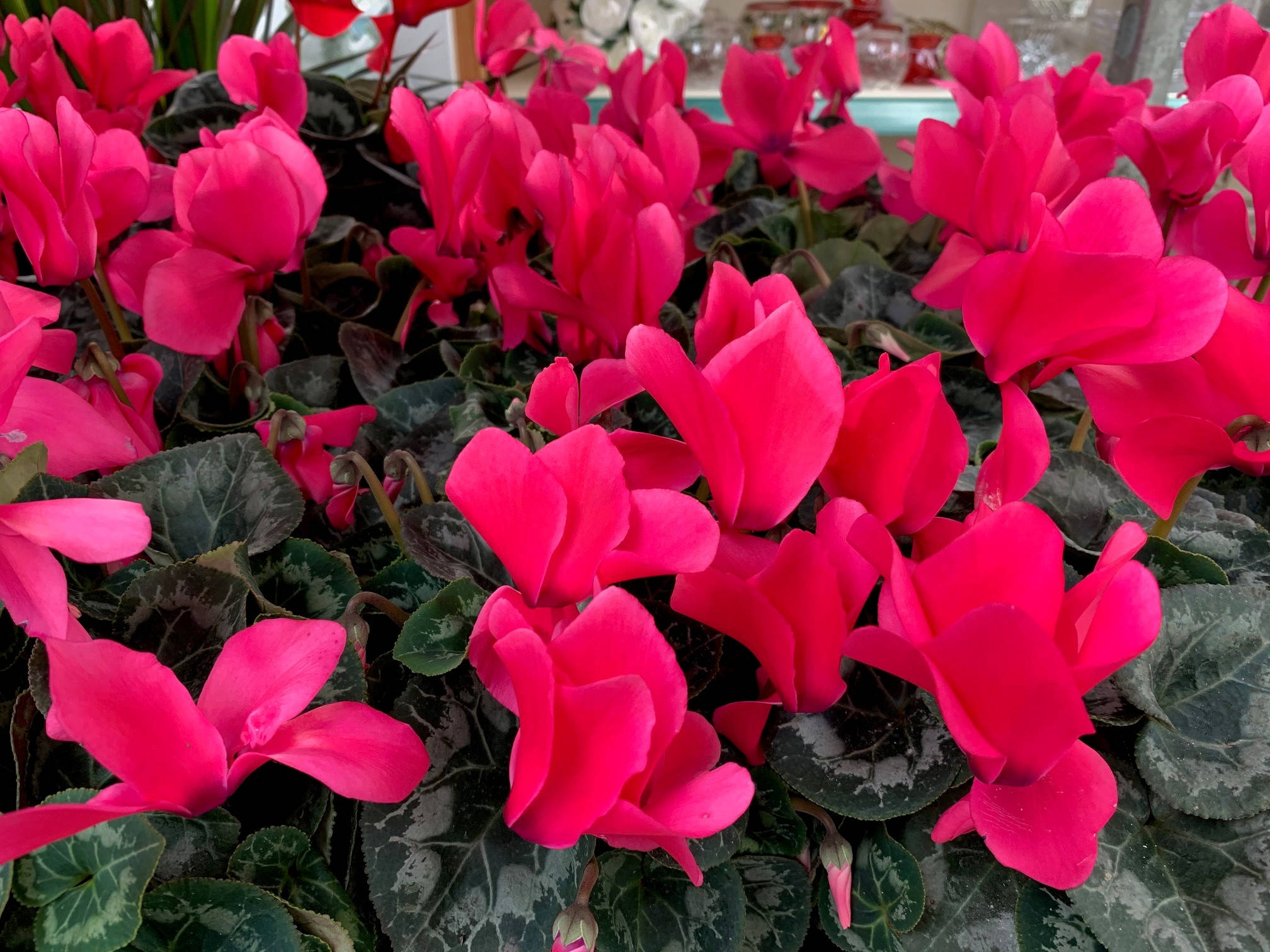 紅色聖誕仙客來 壁紙 — 鮮豔的紫紅色仙客來花在雜色的綠葉間密集盛開，營造出茂盛的室內花園景觀。