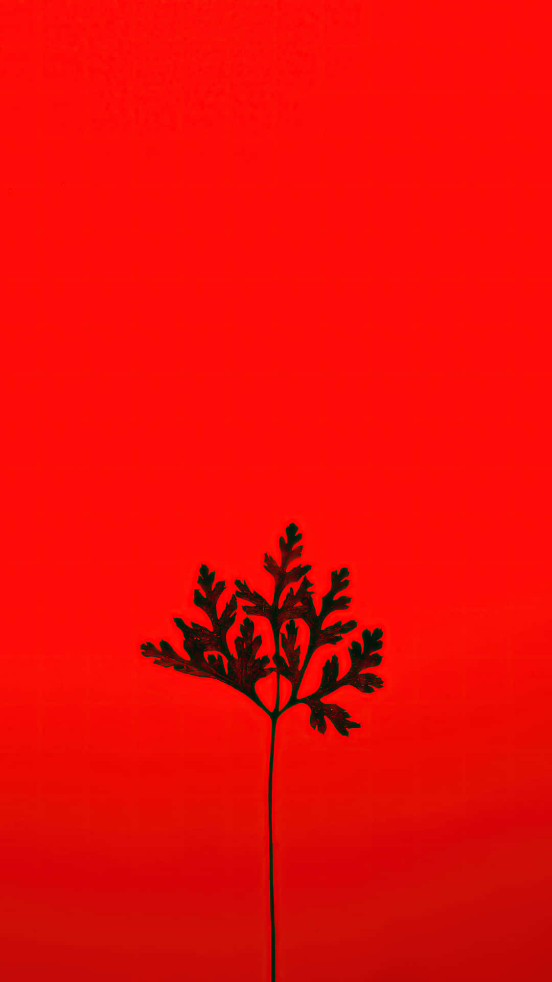 紅色背景樹影美學圖 壁紙 — 一個鮮明的黑色蕨類植物剪影獨自矗立在鮮豔的紅色漸變背景上。
