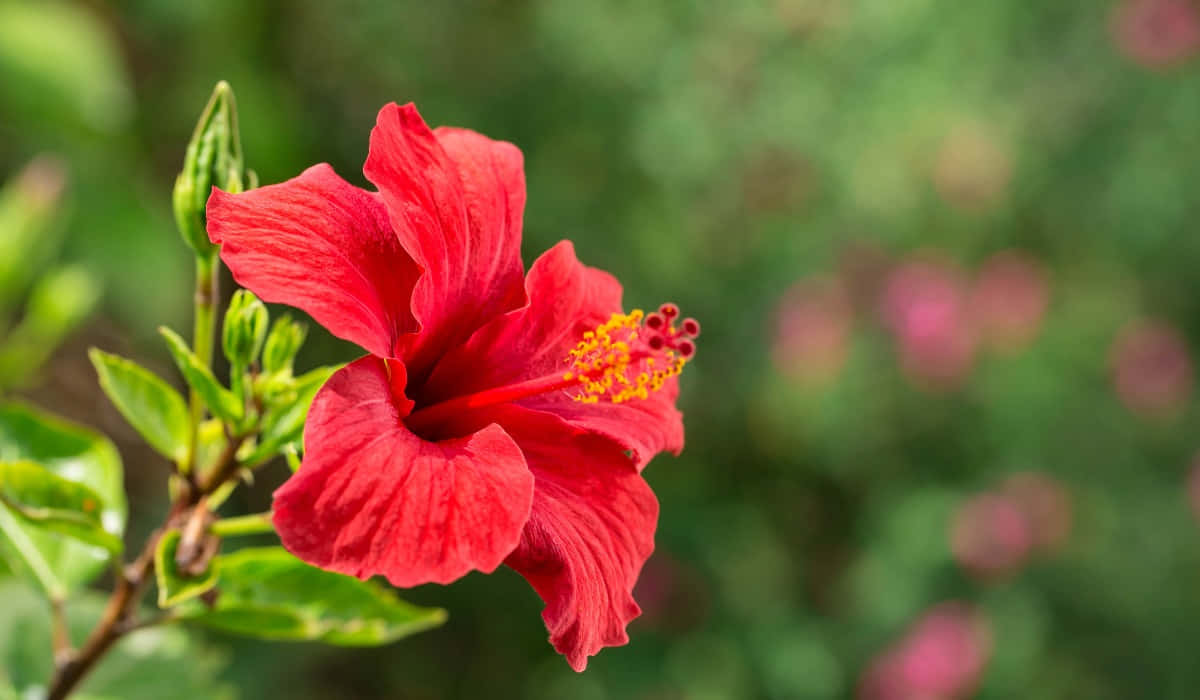 花園中一朵帶有黃色中心和綠葉的亮紅色芙蓉花。