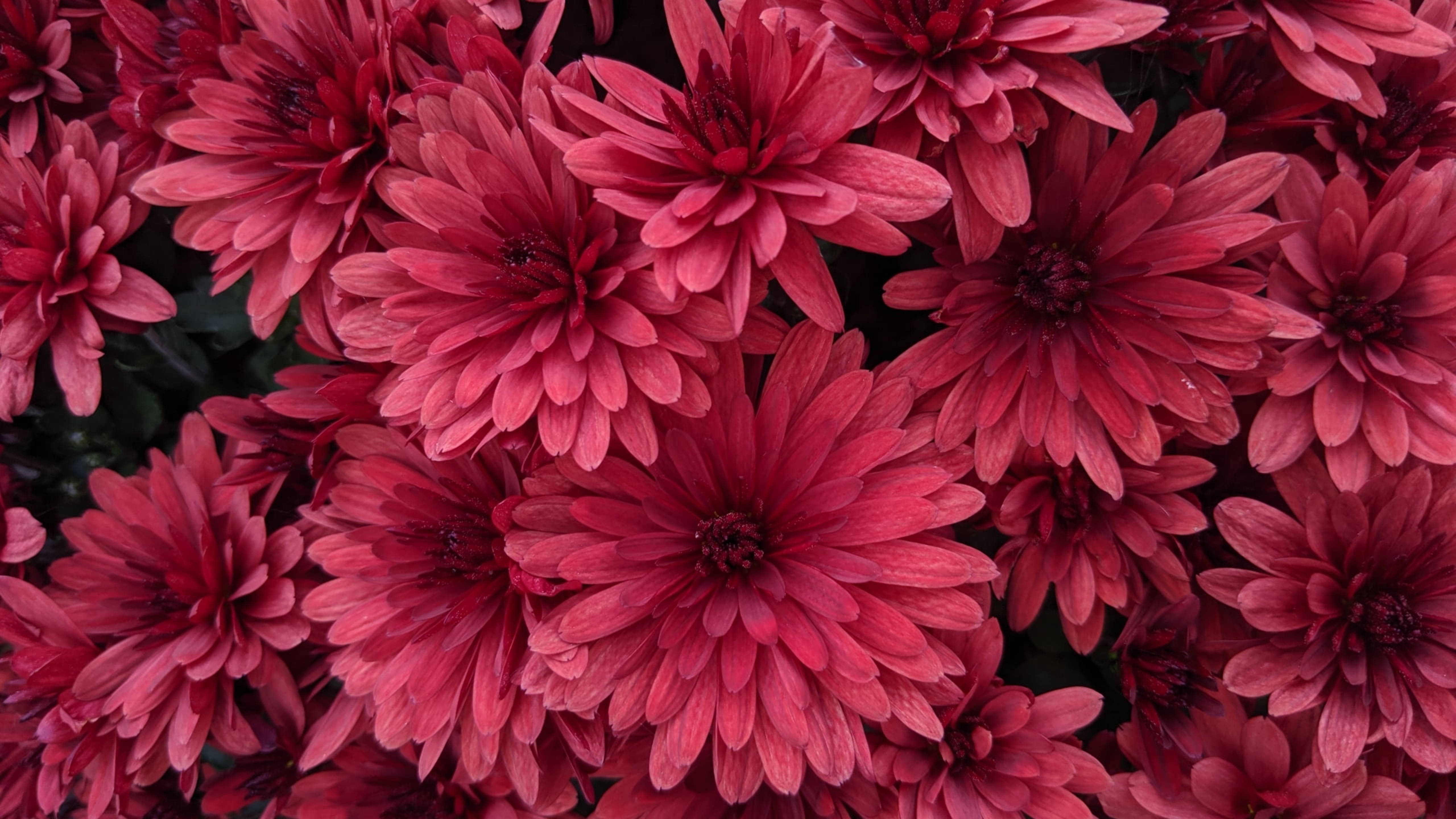 紅色菊花盛開 壁紙 — 一簇密集的鮮豔粉紅色菊花，花瓣層層疊疊，花心深色，在陰暗的背景中盛開。