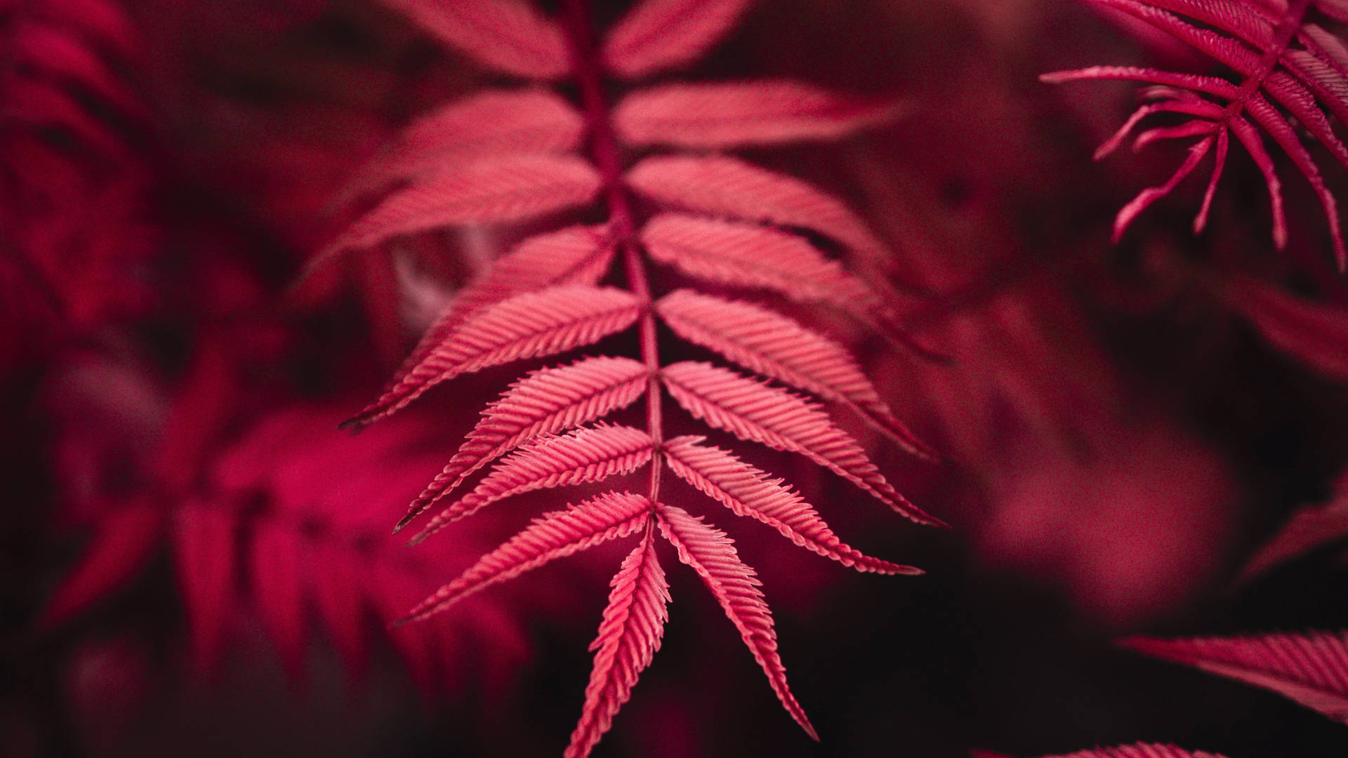 紅色葉子 4K UHD 壁紙 — 充滿活力的深紅色蕨葉在柔和模糊的深紅色背景上閃耀著複雜的葉脈細節。