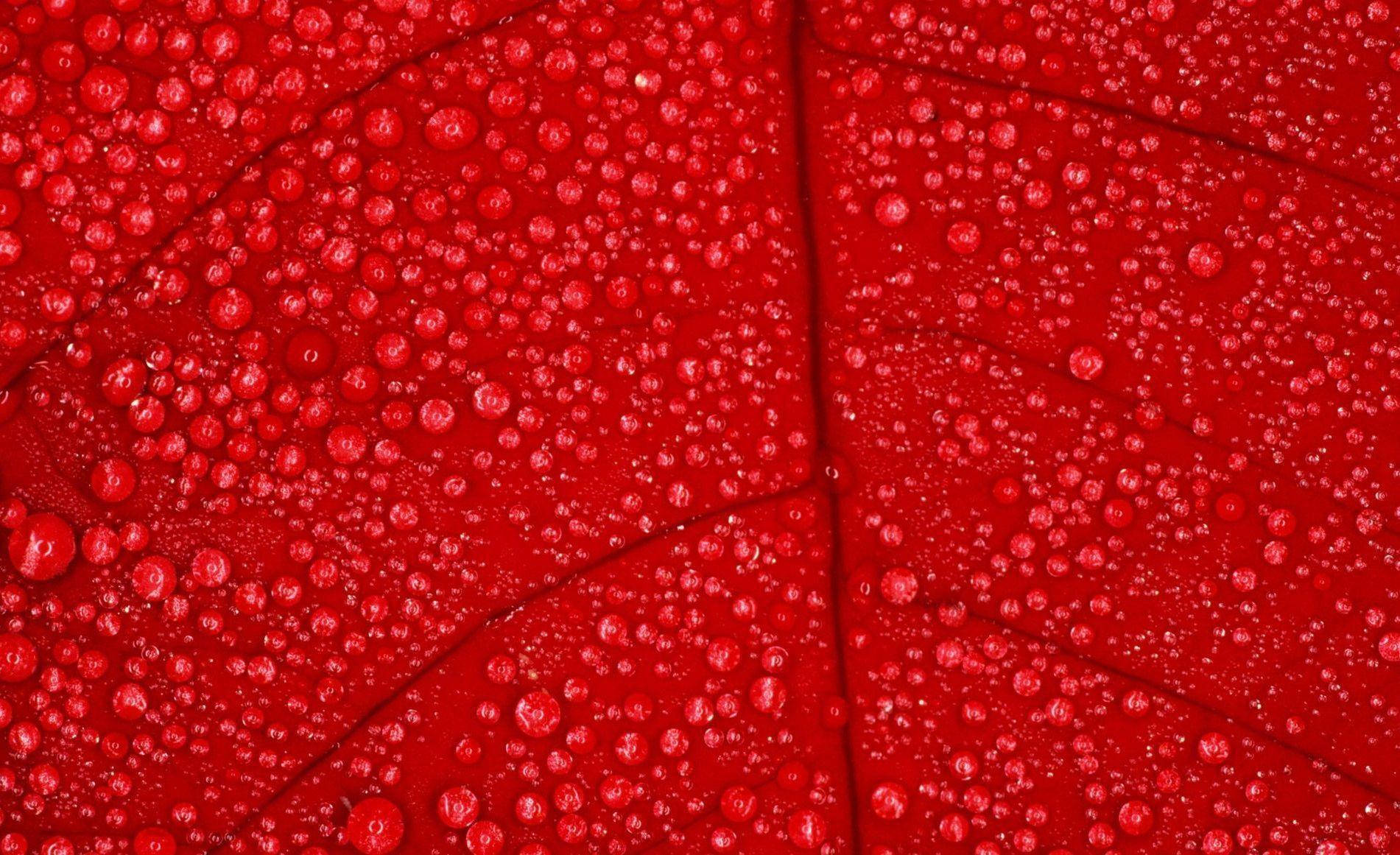 紅色葉片特寫，帶有露珠和可見葉脈
