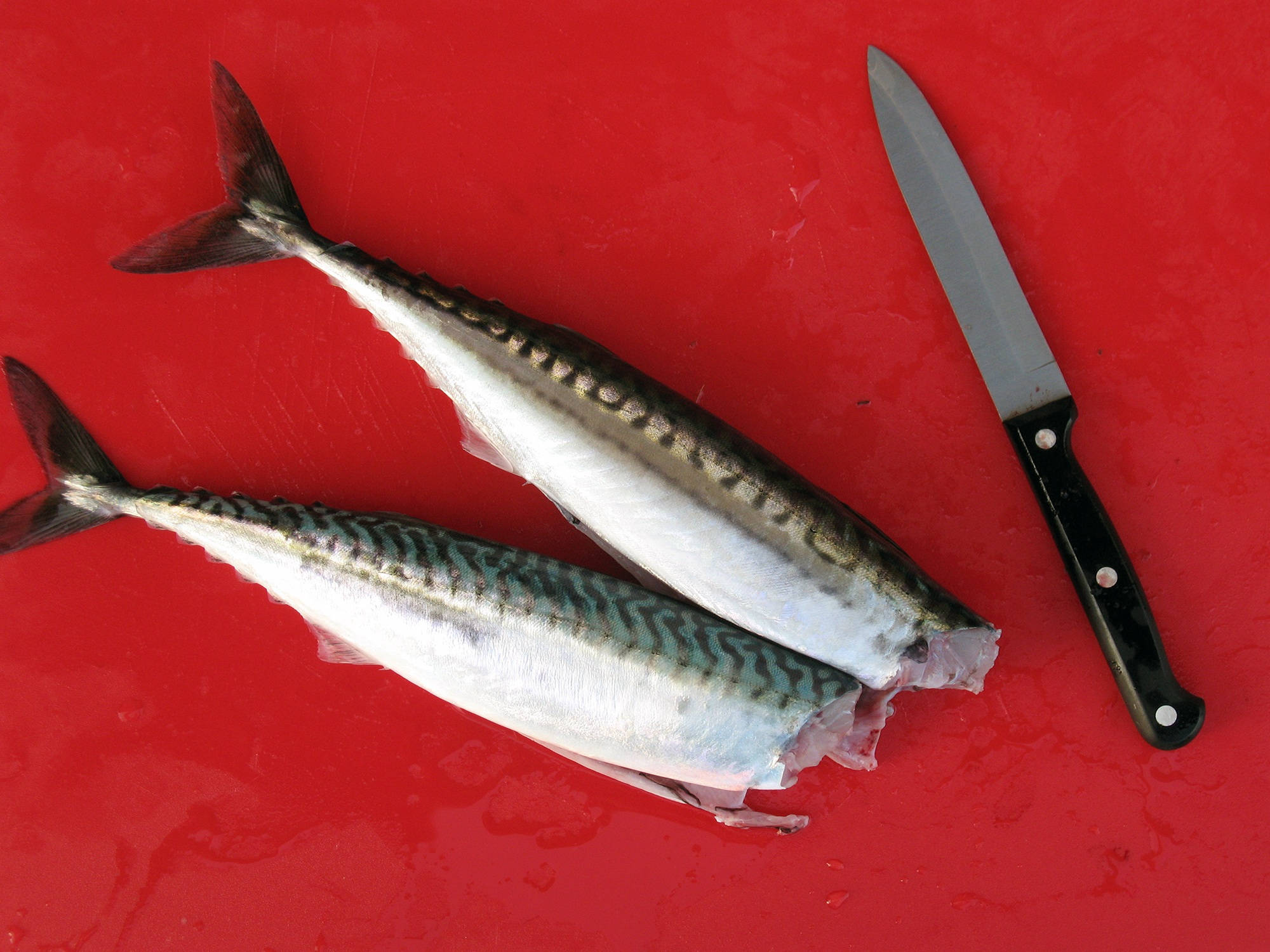 紅色表面上的無頭鰹魚 壁紙 — 兩條新鮮鯖魚，帶有銀色鱗片和深色條紋，放在鮮紅色的砧板上，旁邊有一把黑色手柄的刀。
