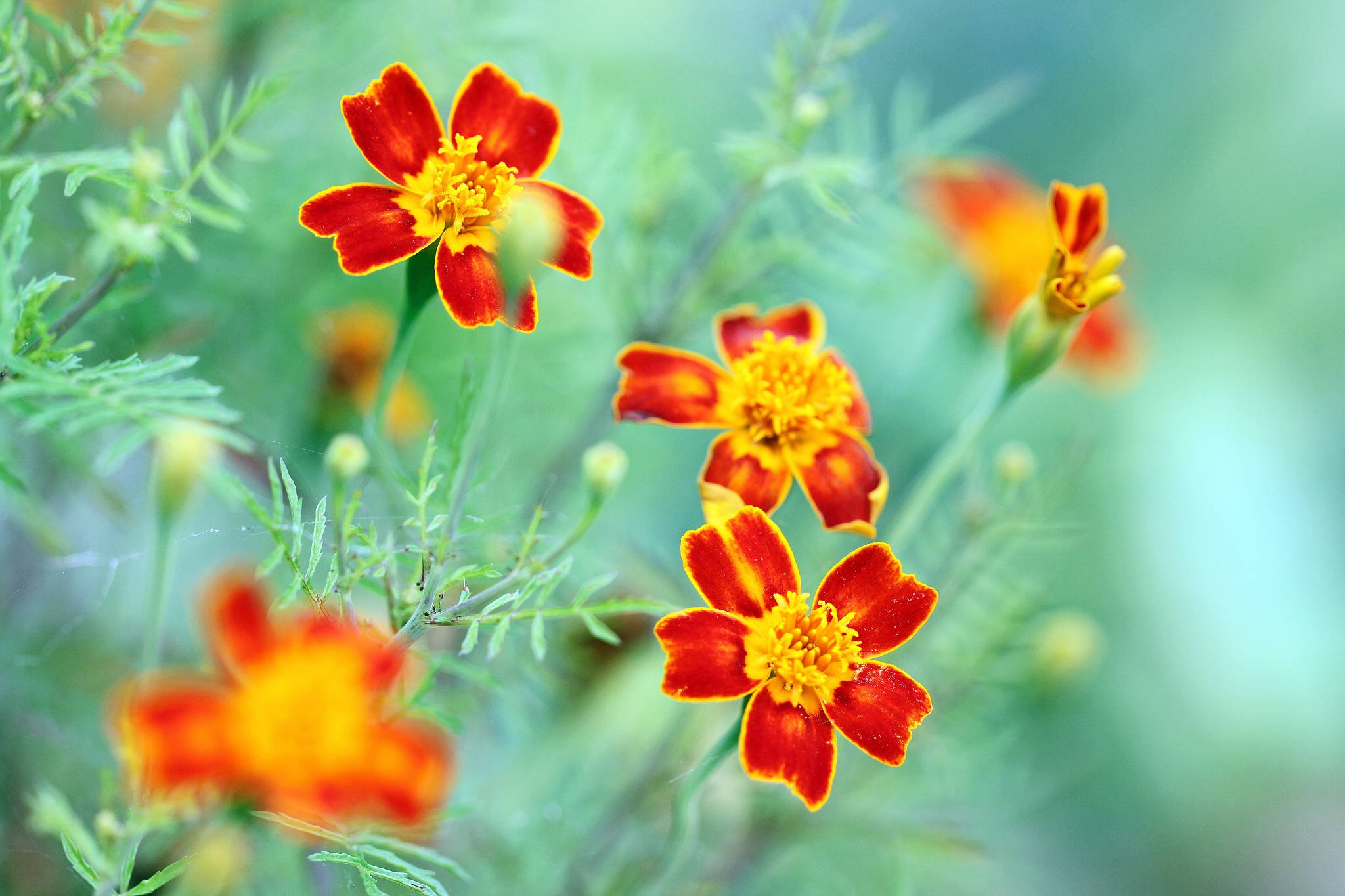 紅色金盞花 壁紙 — 鮮豔的橙色和黃色萬壽菊在柔軟的綠色葉片中盛開，背景夢幻模糊。