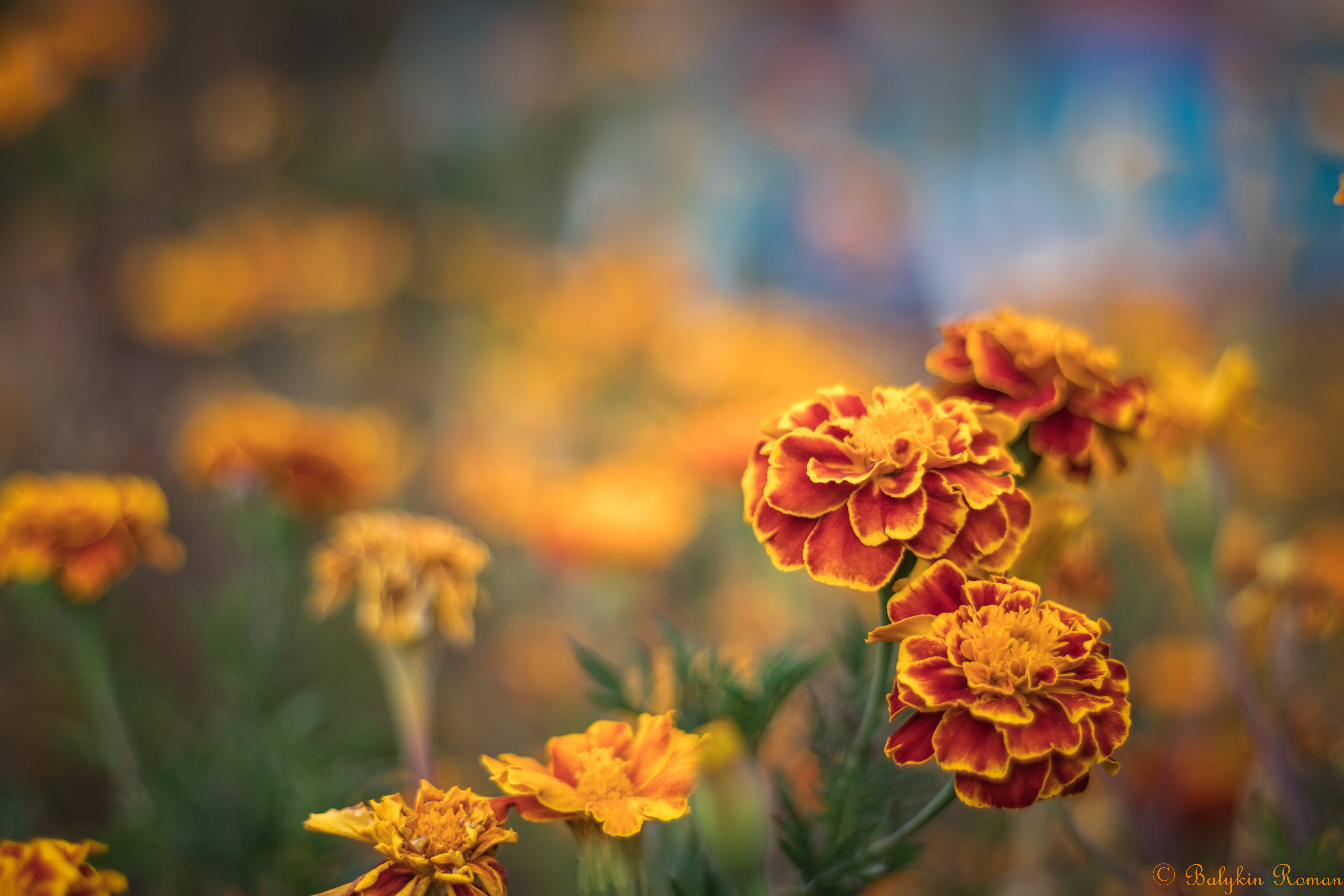 紅色金盞花選擇性對焦 壁紙 — 鮮豔的橙色和黃色萬壽菊在柔和的焦點中綻放，背景是溫暖金色色調的夢幻模糊背景。