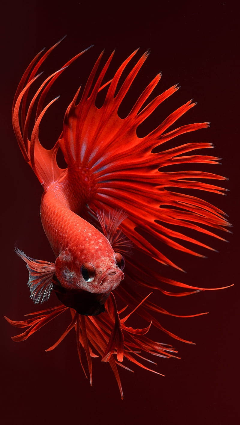 一條魚鰭飄逸的紅色鬥魚在水中游動。