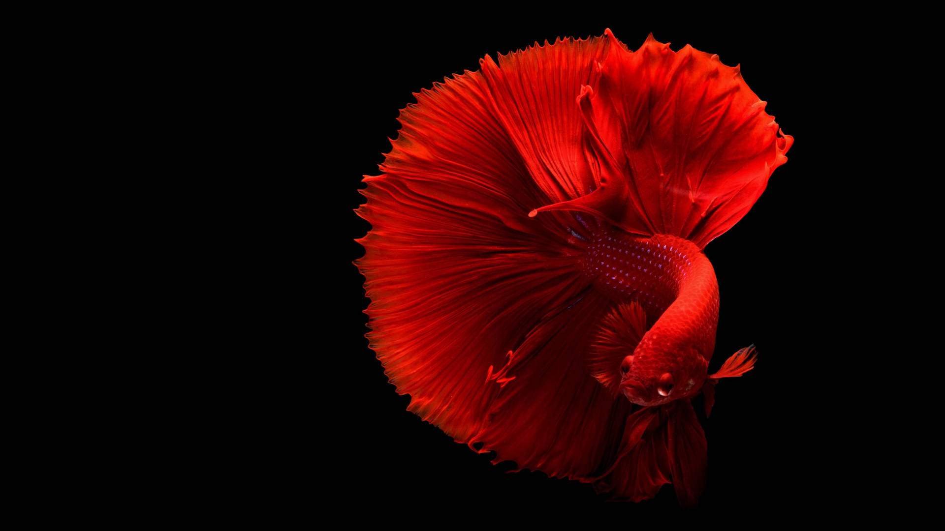 一條紅色鬥魚，魚鰭飄逸，在黑色背景上。