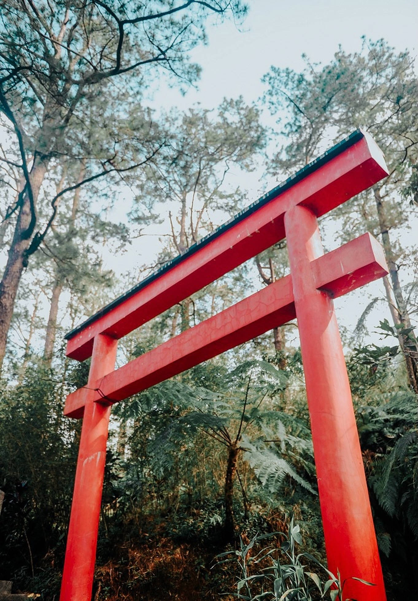 紅色鳥居門 壁紙 — 一座鮮紅色的日本鳥居高高聳立在茂密的綠色森林中，周圍有高大的樹木和蕨類植物，天空柔和。