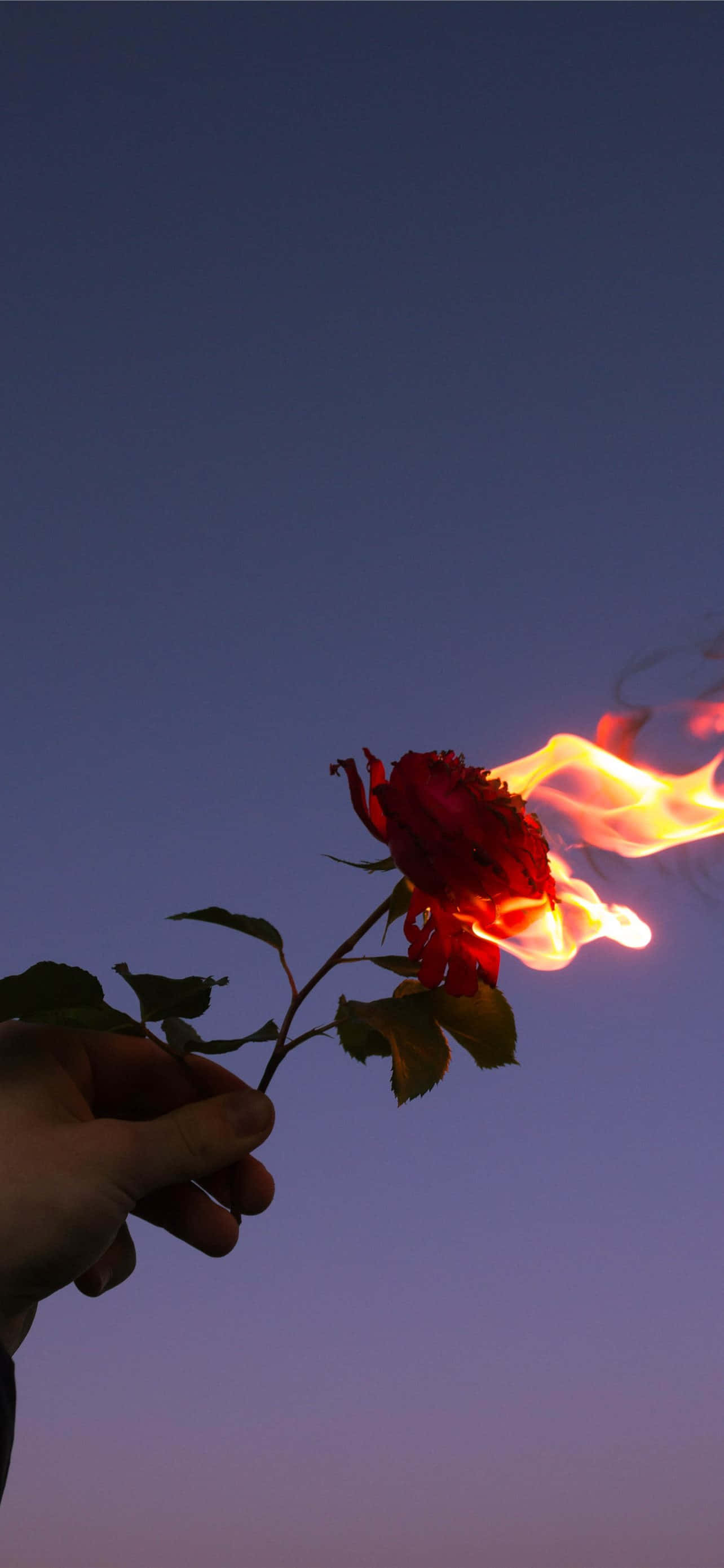 紅花圖片 壁紙