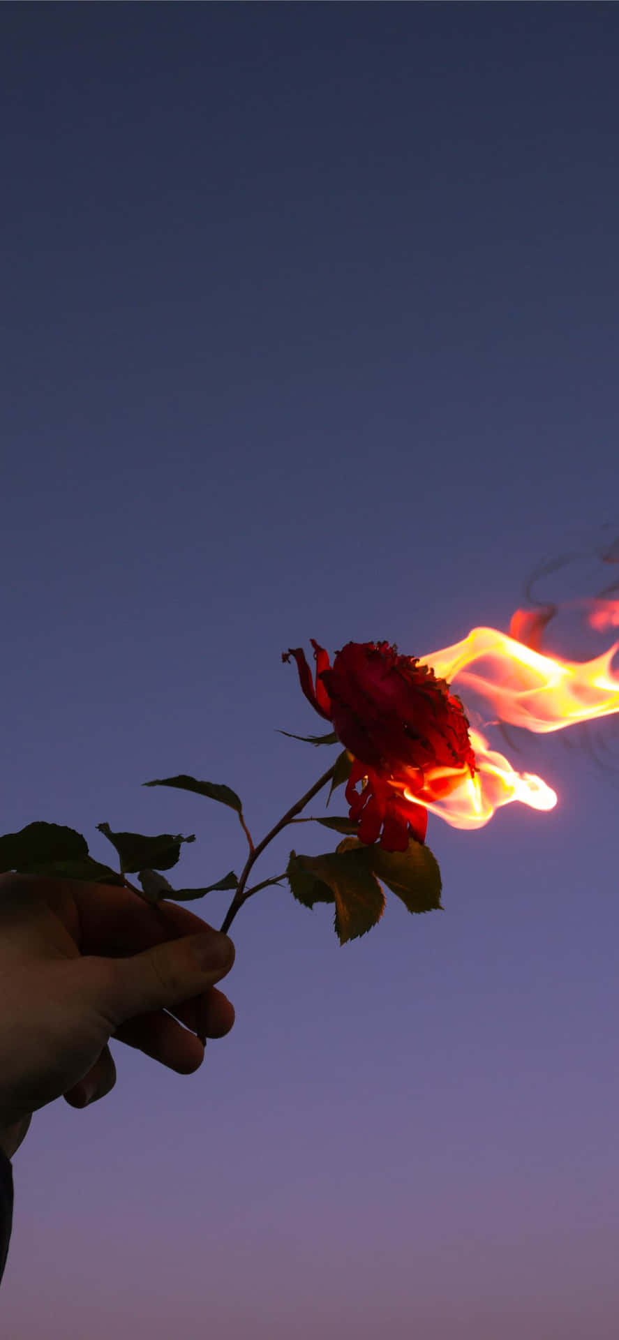 手拿著一朵燃燒的紅玫瑰，背景是黃昏天空。