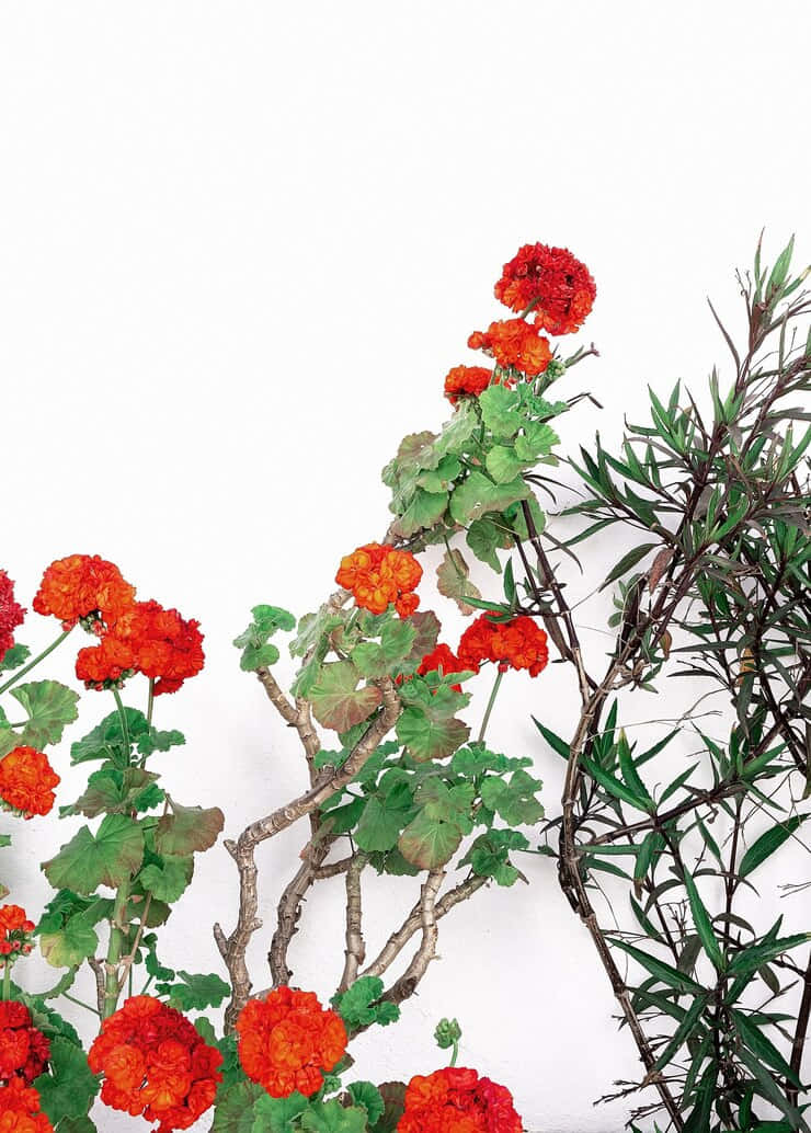 紅花綠葉肖像背景 壁紙 — 鮮紅的天竺葵在純白牆壁旁，與纖細的綠色葉片一同盛開。