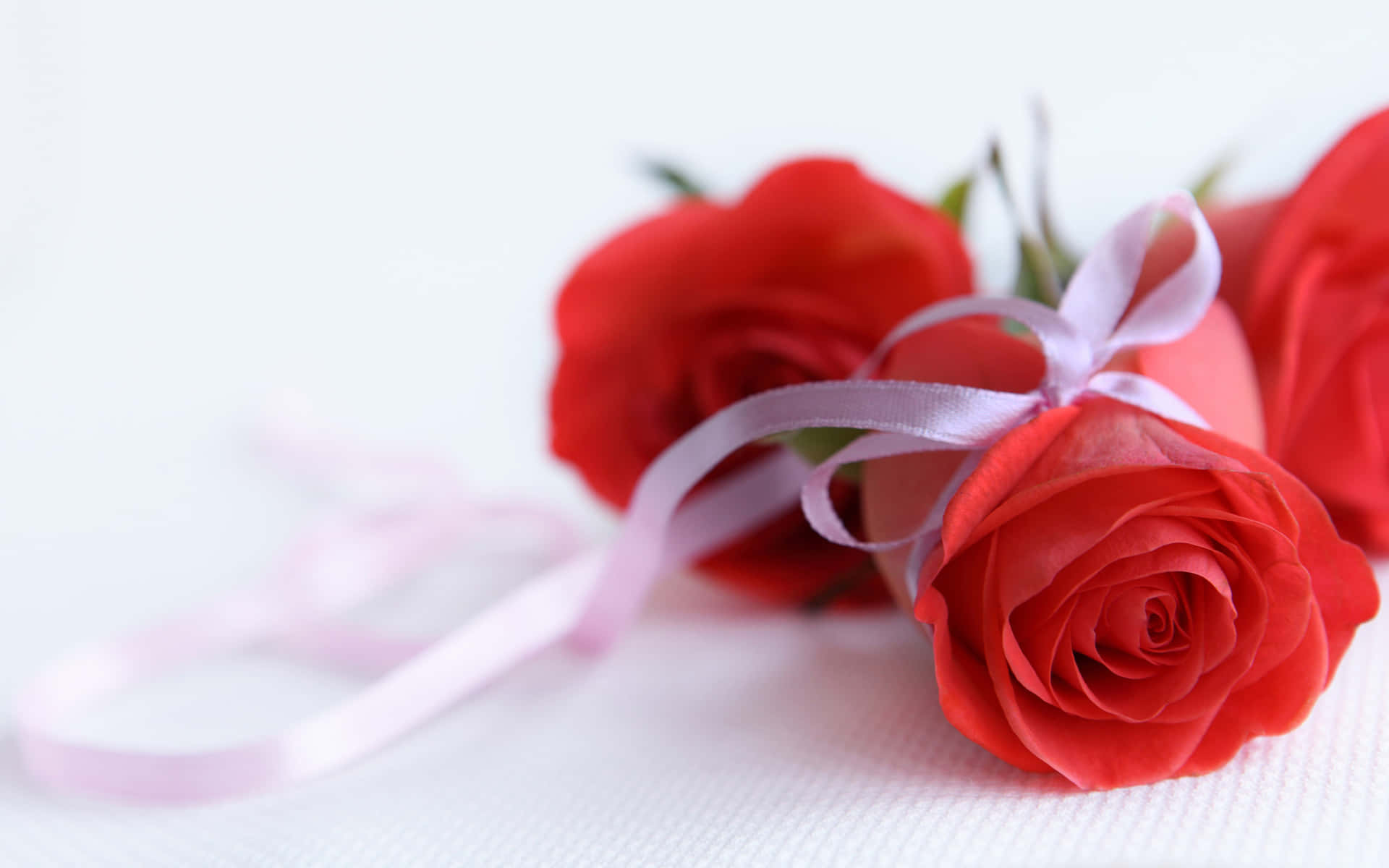 紅玫瑰用粉紅色絲帶綁著，放在白色紋理表面上。