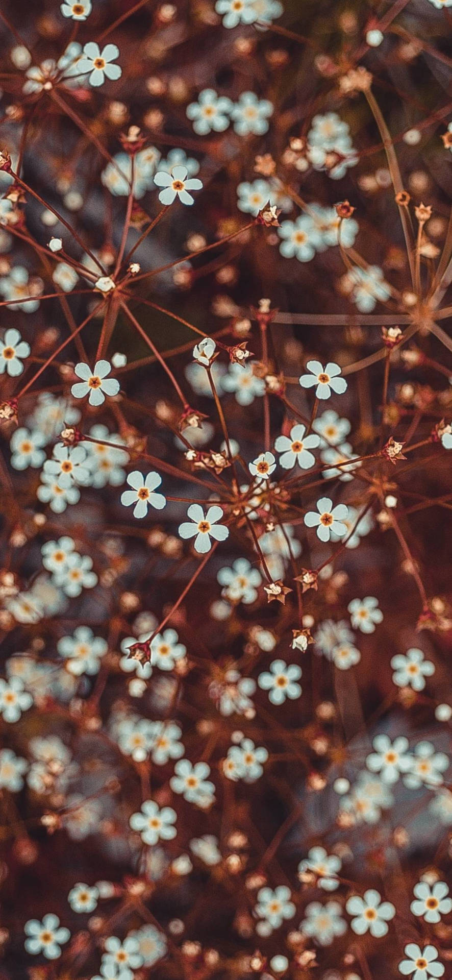 特寫細小的白色花朵，黃色花心，在棕色莖上。