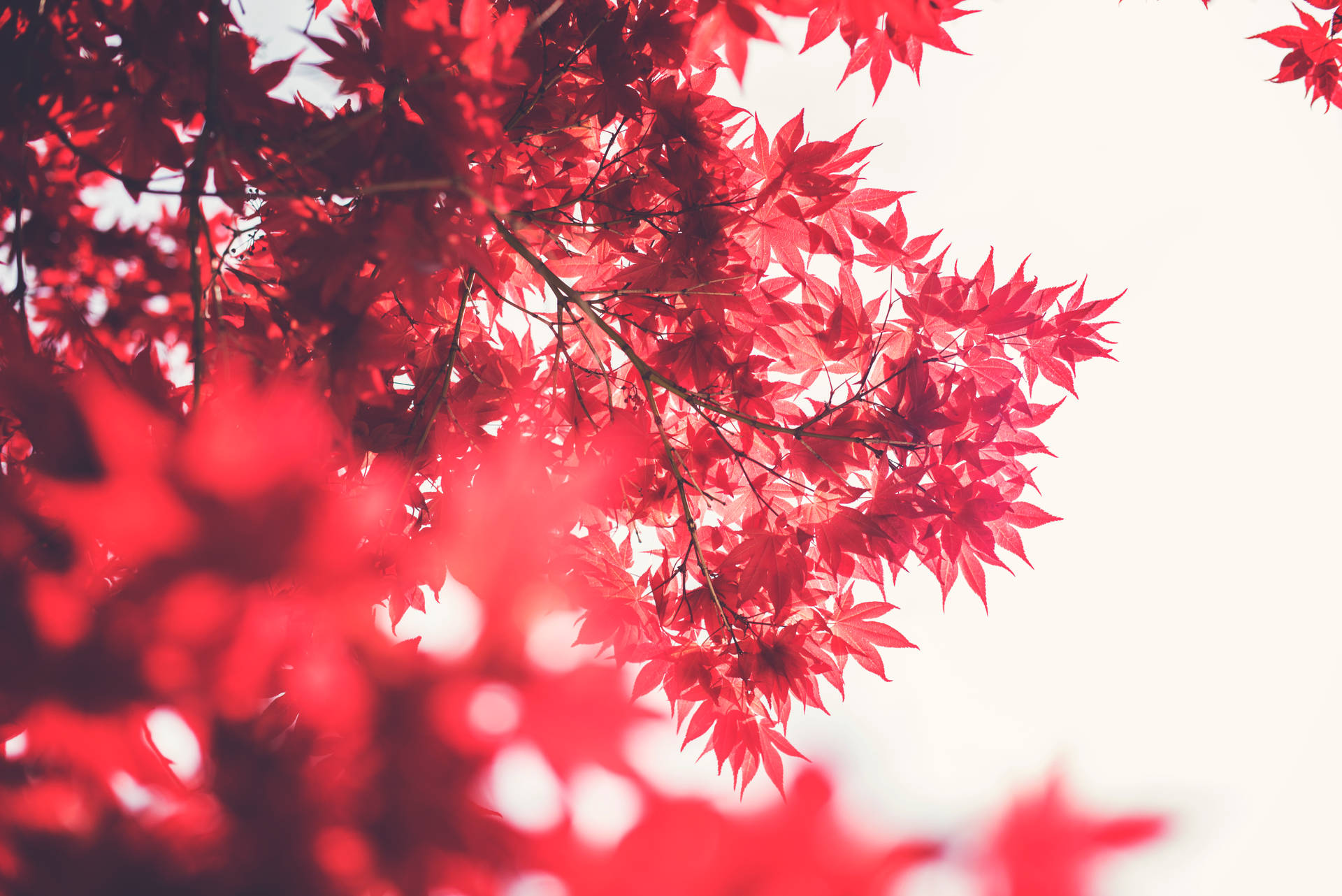 秋天鮮紅的楓葉，背景柔和的散景。