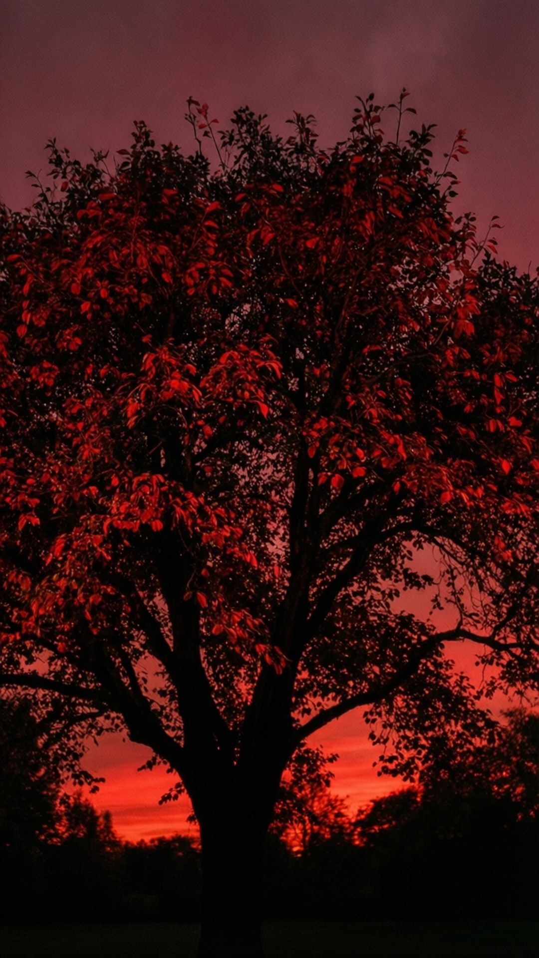 一棵樹有著發光的紅葉，映襯著火紅的日落天空。
