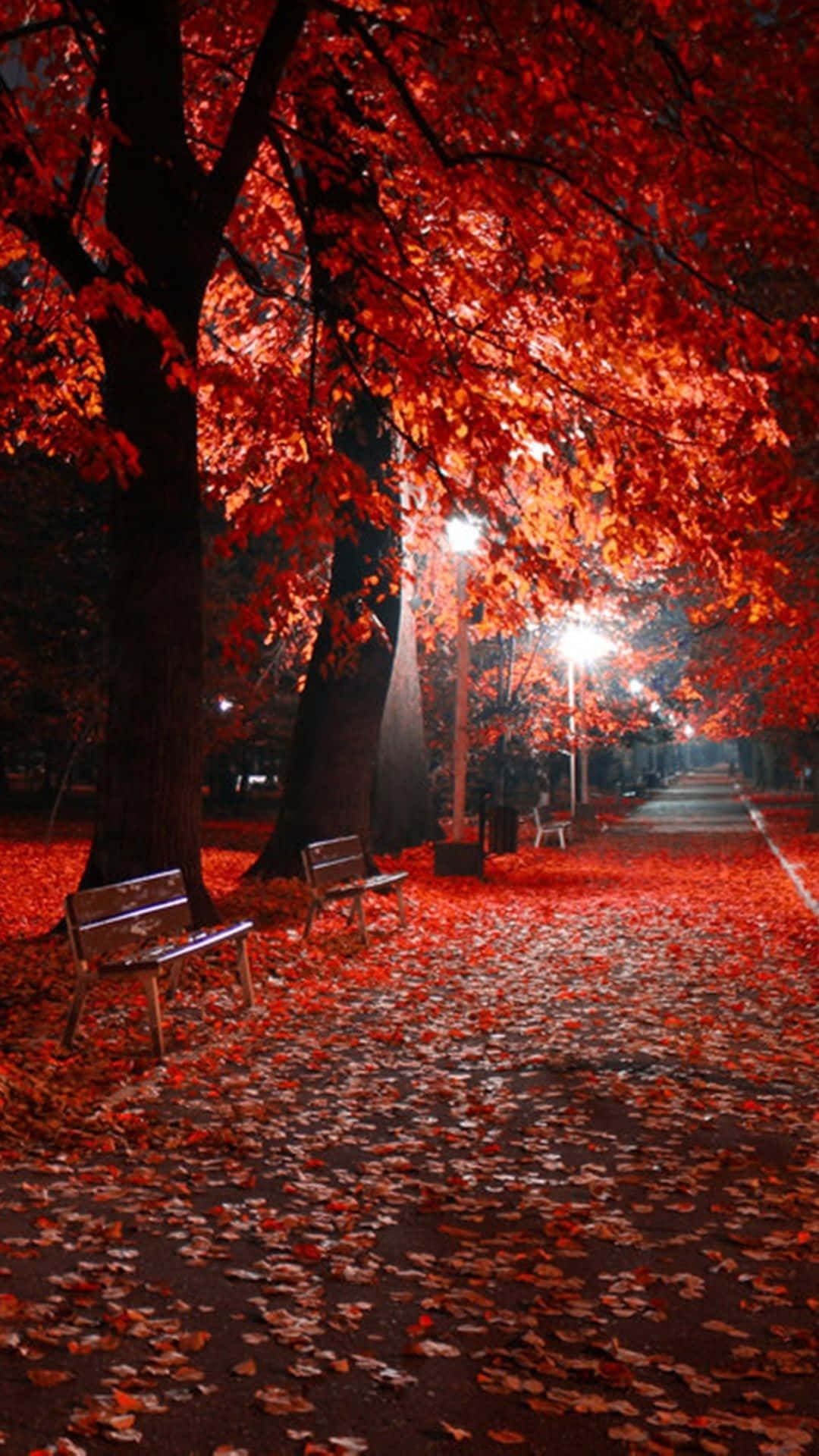夜晚閃耀的秋日公園小徑，覆蓋著紅葉，配有長椅和街燈。