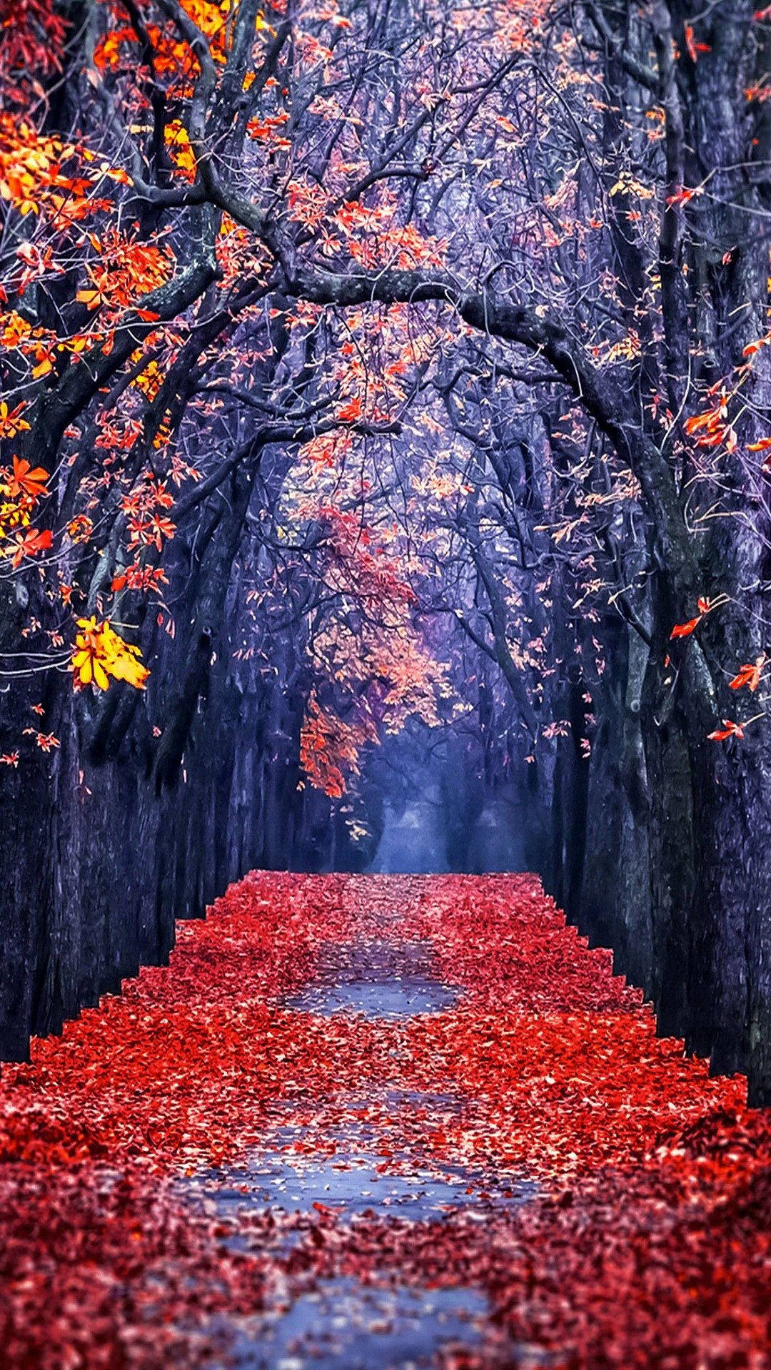 紅葉橙樹秋日iPhone壁紙 壁紙 — 一條霧氣瀰漫的秋日小徑，兩旁是深色樹木和鮮紅色的樹葉，營造出超現實的隧道效果。