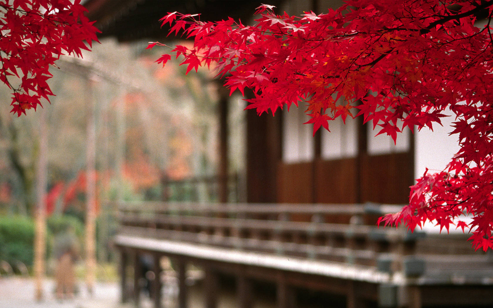紅葉環繞的日本自然屋舍 壁紙 — 鮮紅的楓葉框住傳統木造日本亭閣，背景是模糊的秋葉。