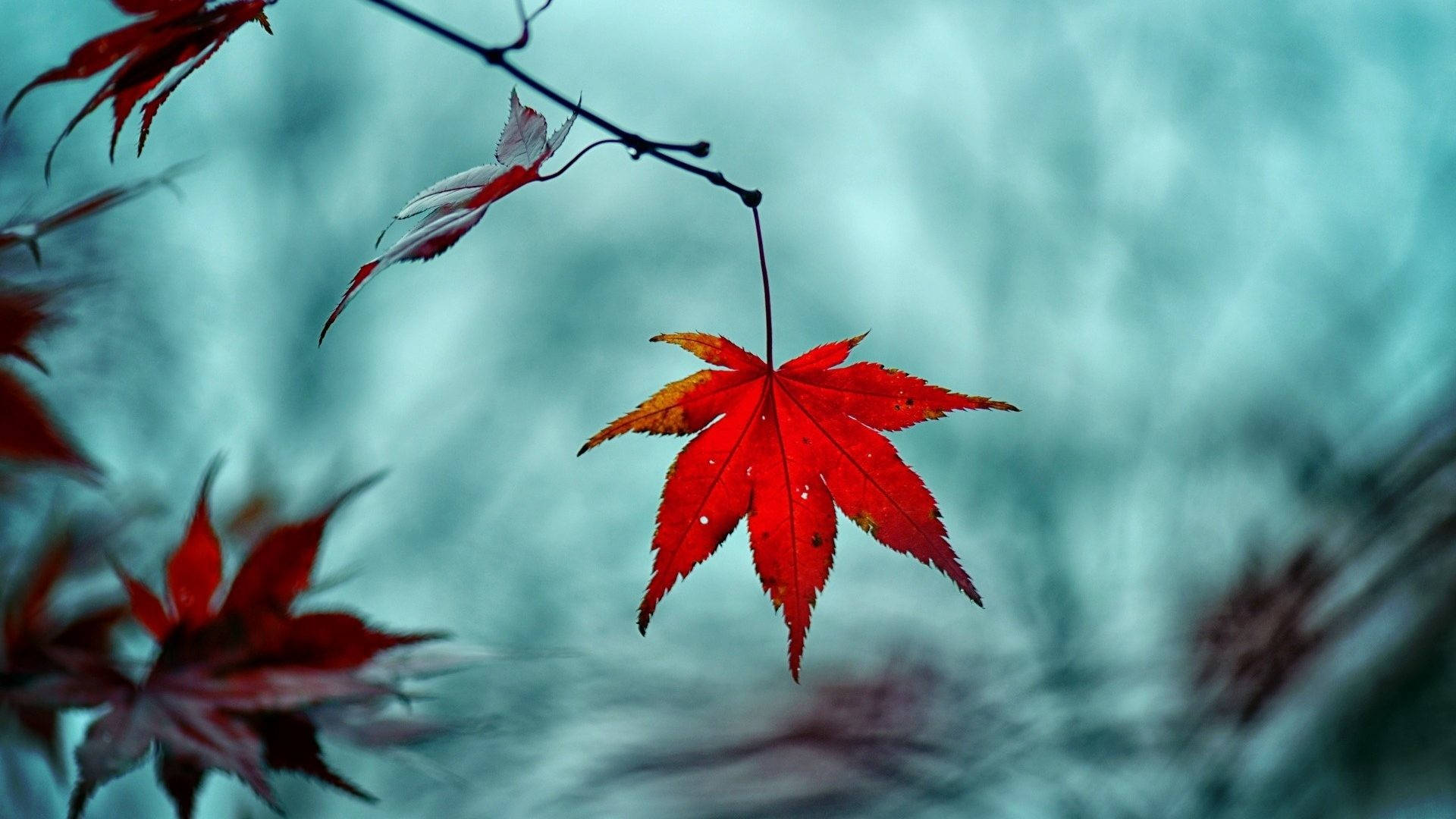 秋天時一片紅楓葉漂浮在流動的水面上。