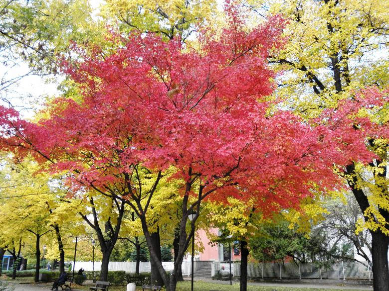 晴朗天空下，紅黃樹木交織的秋日公園景色。