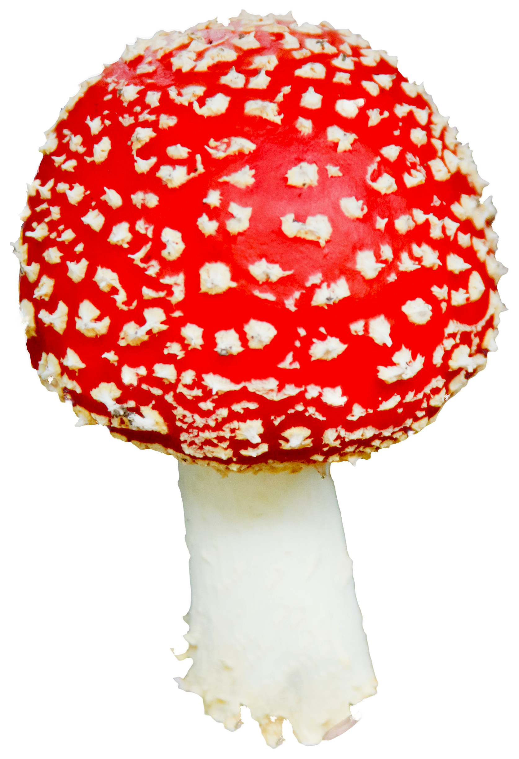 紅蓋鵝膏菌蘑菇.PNG 壁紙