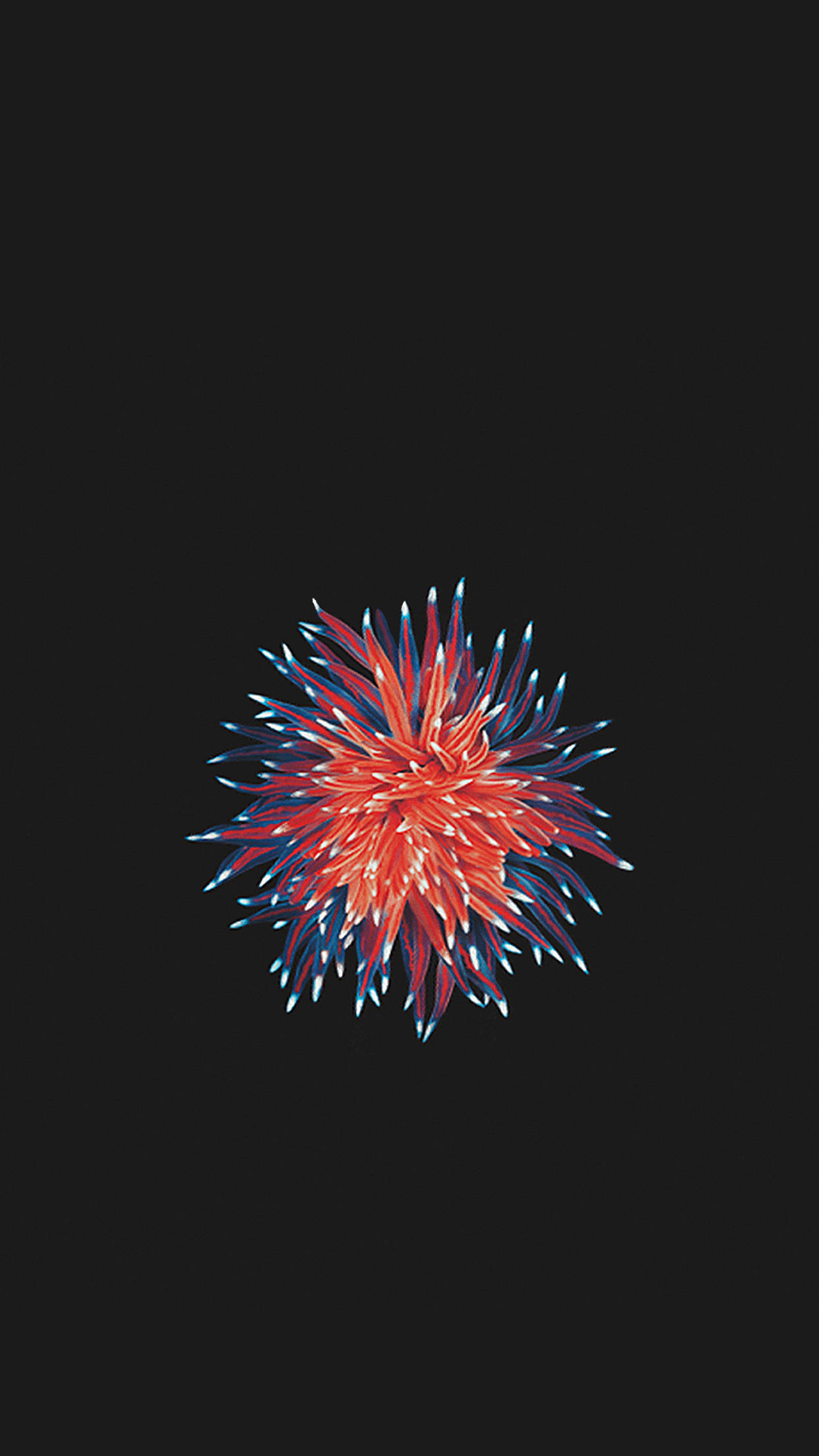 紅藍微生物 iPhone SE 壁紙 — 一幅數碼插圖中，鮮豔的紅色和藍色煙火在純黑色背景上爆發。