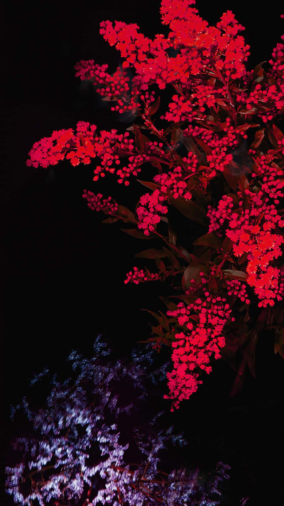 紅藍花朵 iPhone 壁紙 — 鮮豔的紅色花朵在黑色背景上盛開，下方有紫色葉子，形成強烈的對比。