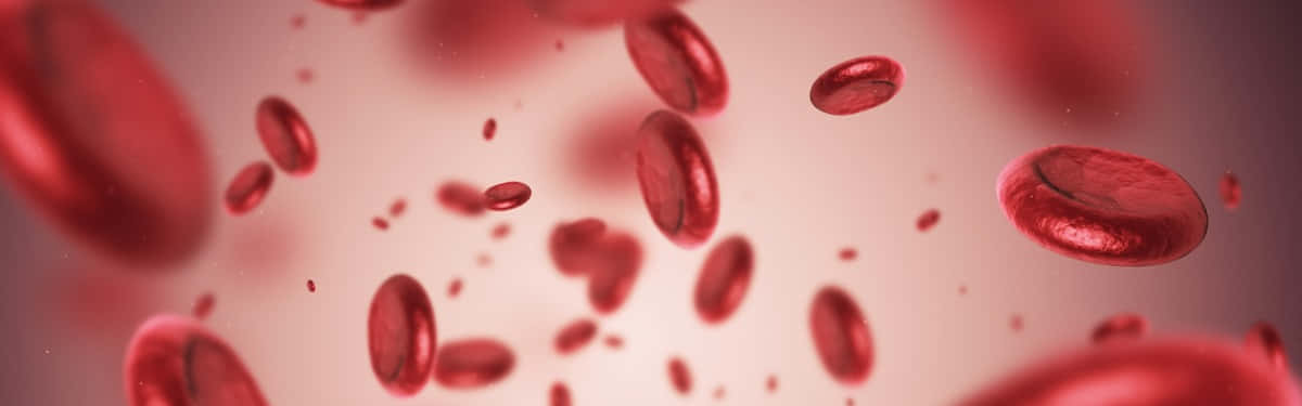 Red Blood Cells 桌布 壁紙 — 紅血球漂浮在柔和的粉紅色液體中，景深較淺。