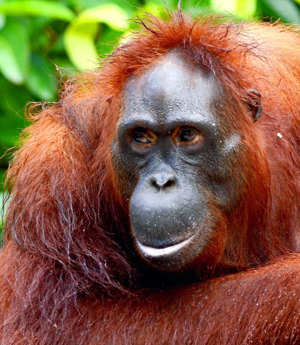 Orangutan 桌布 壁紙 — 紅褐色毛髮和深色面孔的猩猩特寫，在模糊的綠色樹葉背景下平靜地凝視。