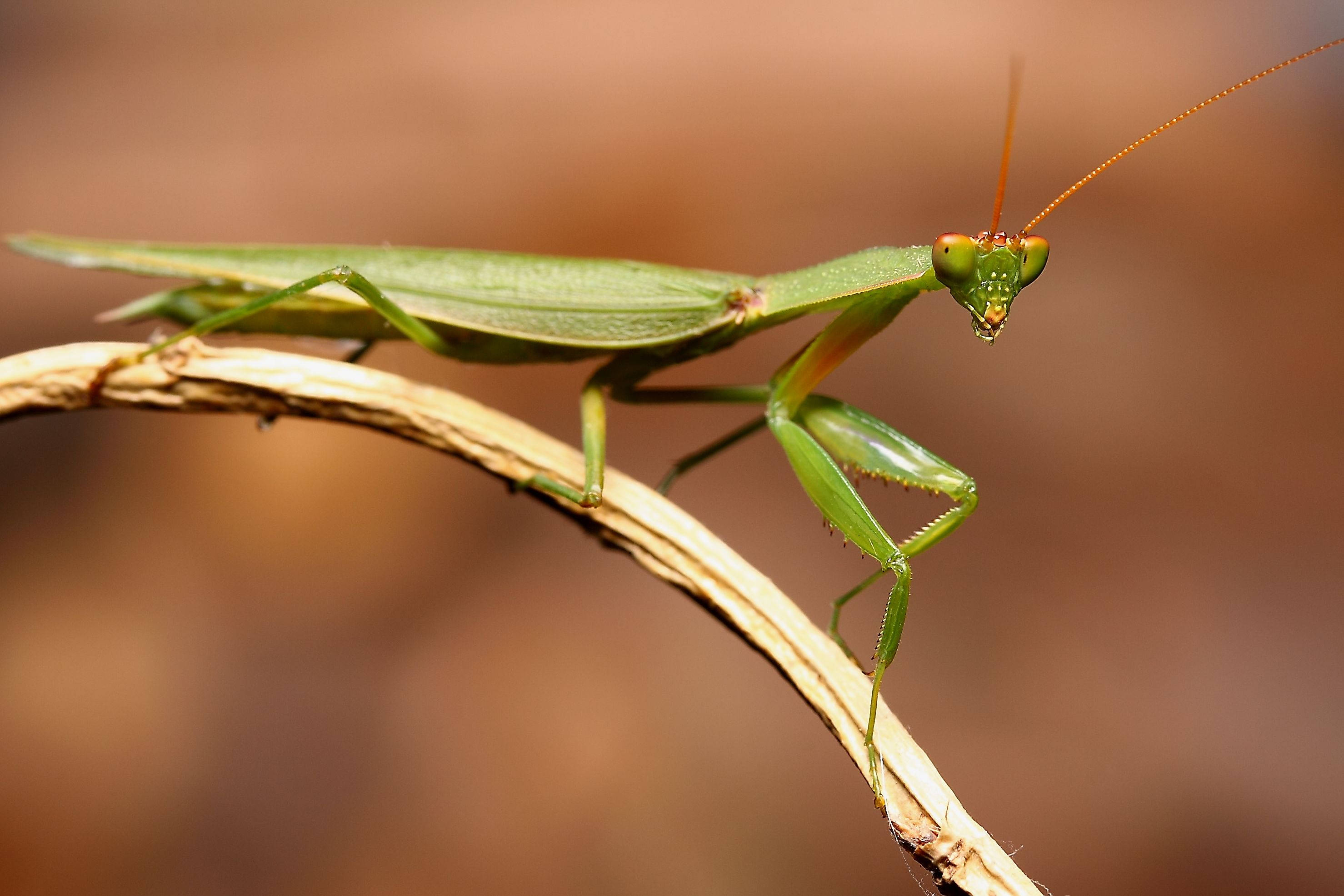 紅觸角禱 mantis 壁紙 — 一隻鮮綠色的螳螂警覺地棲息在彎曲的樹枝上，背景是柔和的棕色模糊效果。