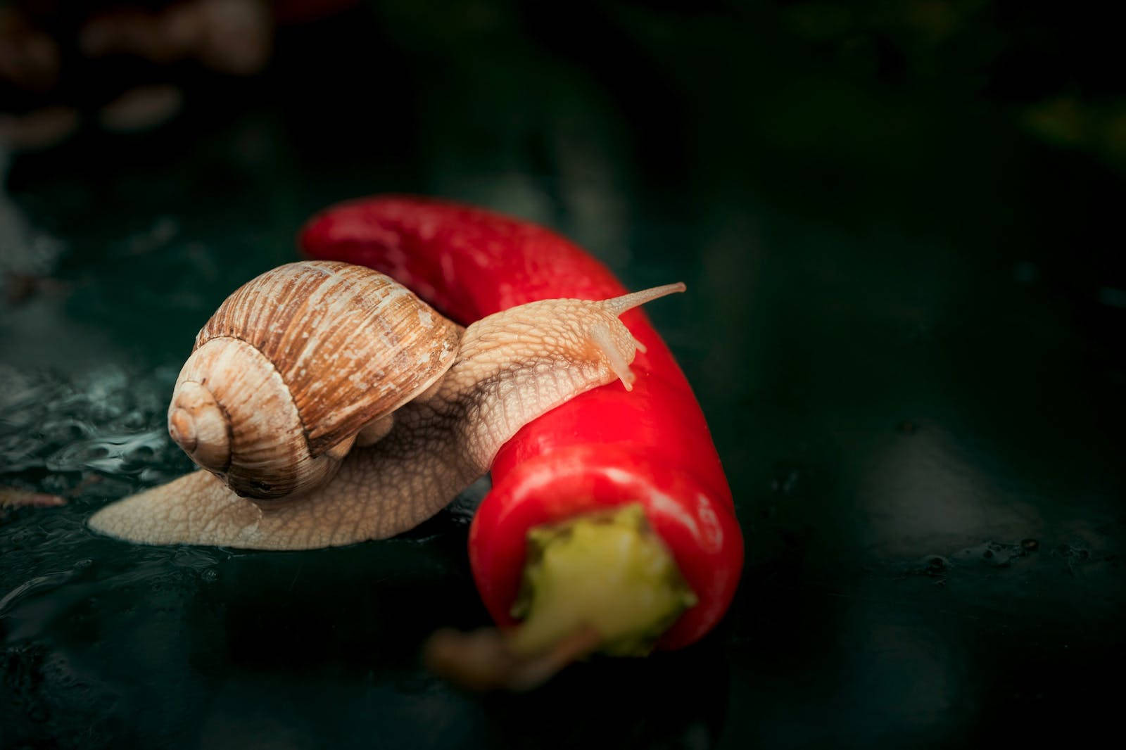 紅辣椒螺 壁紙 — 一隻啡色蝸牛喺黑暗潮濕嘅表面上面，慢慢爬過一個鮮紅色嘅辣椒。