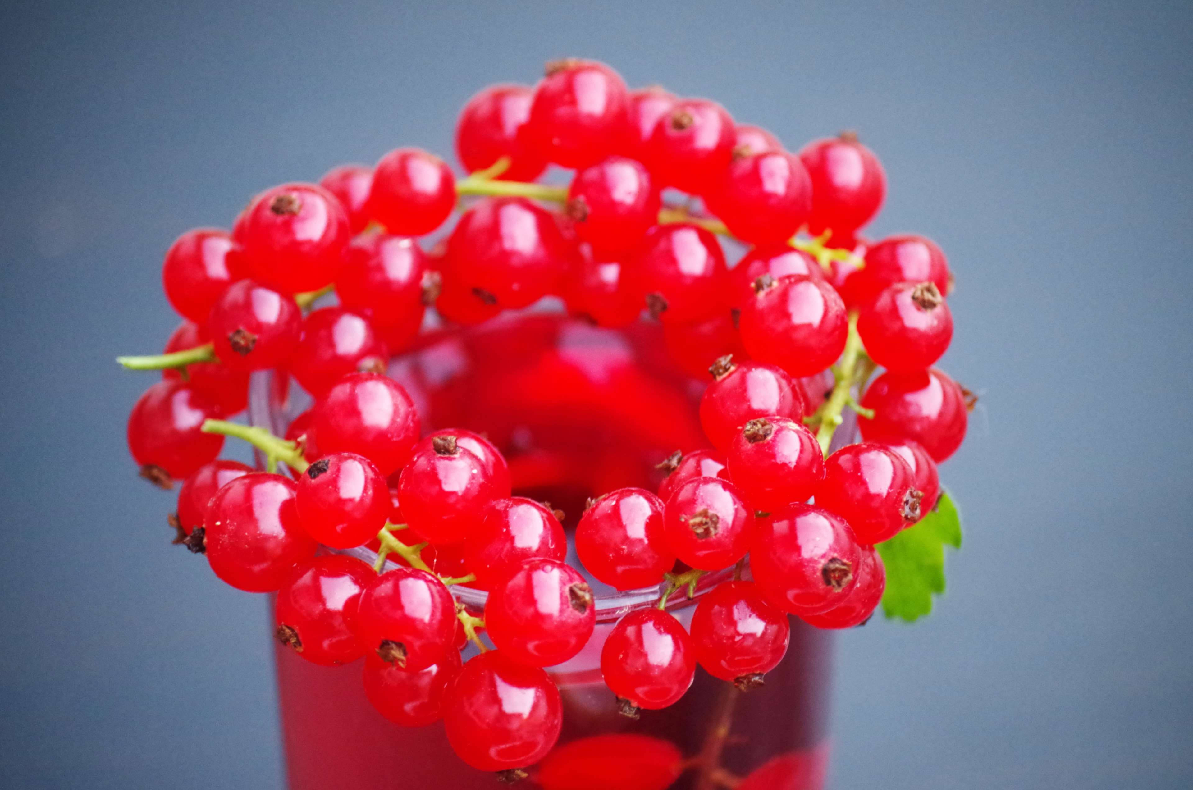 紅醋栗水果玻璃飲品 壁紙 — 鮮豔的紅加侖子在玻璃杯中閃閃發光，背景為柔和的藍灰色。