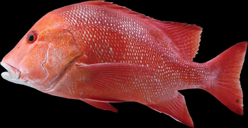 紅鯛魚側面圖 壁紙 — 鮮明嘅特寫，一條鮮紅色嘅鯛魚，帶有細緻嘅鱗片同鰭，對比強烈嘅黑色背景。