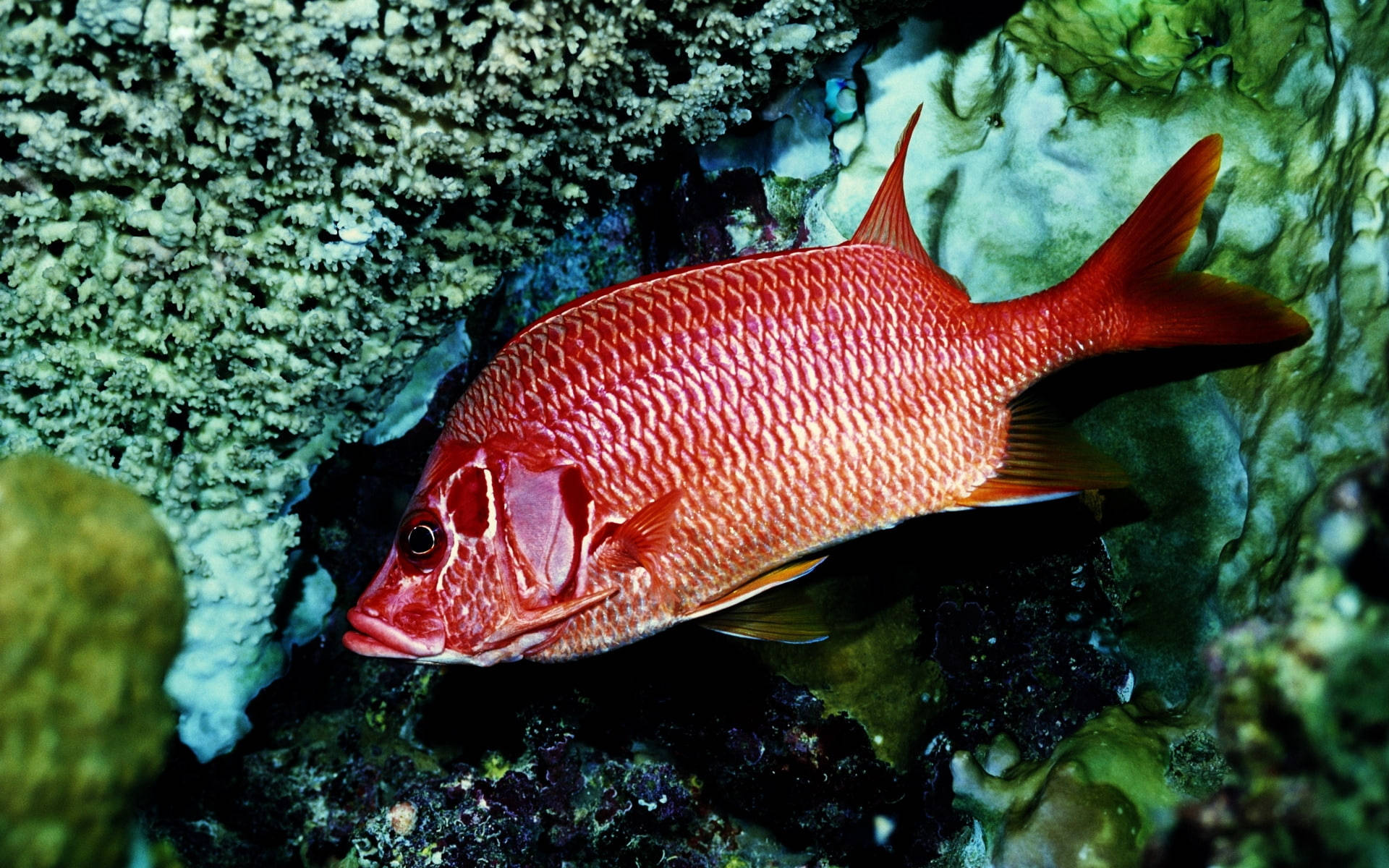 紅鯛魚在珊瑚礁中游動 壁紙 — 一條鮮紅色的魚，帶有複雜的鱗片，在清澈的水下水中優雅地游近有紋理的珊瑚結構。