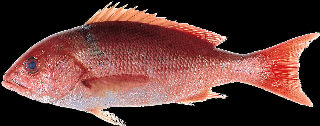 紅鯛魚孤立圖 壁紙 — 一條鮮紅色的鯛魚，帶有細緻的鱗片和尖刺狀的魚鰭，在純黑色背景上孤立呈現。
