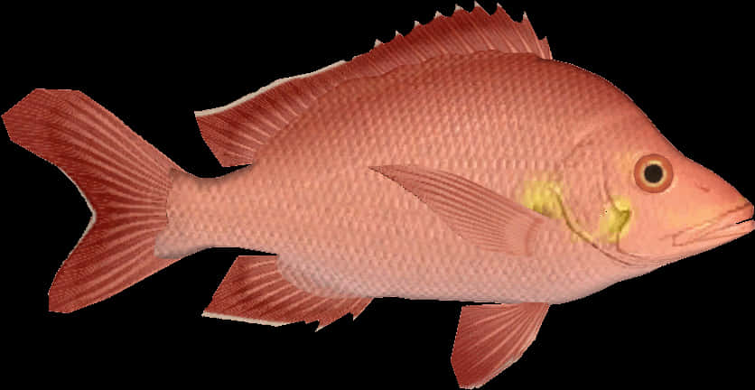 紅鯛魚孤立圖 壁紙 — 一條粉紅色魚的詳細3D渲染，魚鰓上有黃色標記，背景為黑色。