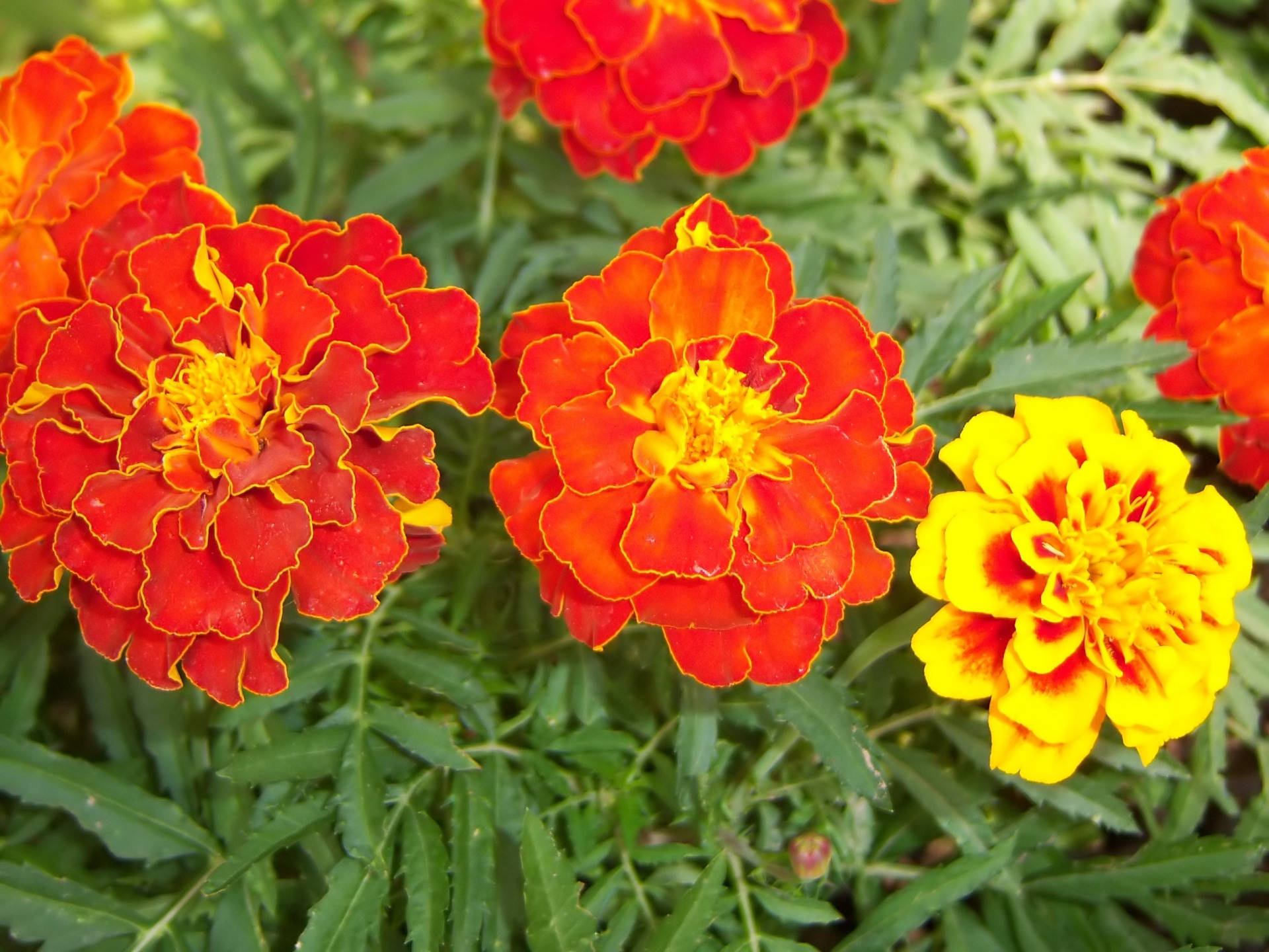 紅黃萬壽菊 壁紙 — 鮮豔的紅色和黃色萬壽菊在陽光普照的花壇中，在茂密的綠葉間盛開。