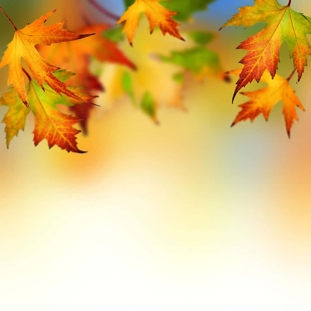 秋季楓葉，橙色和綠色色調，在柔和的模糊背景上。