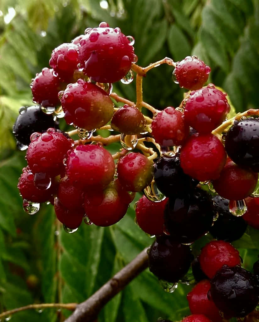 樹枝上覆蓋著水滴的紅色和黑色漿果簇。