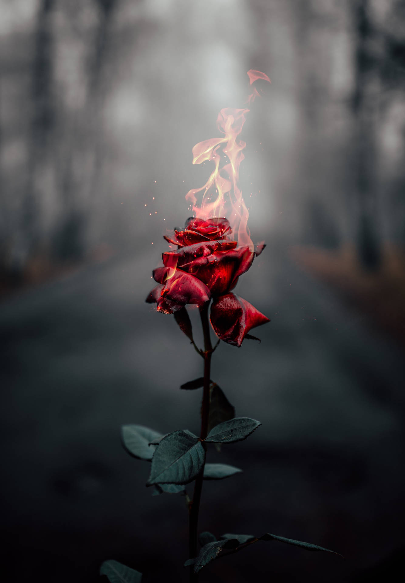 霧氣森林中燃燒的紅玫瑰，背後是黑暗的道路。