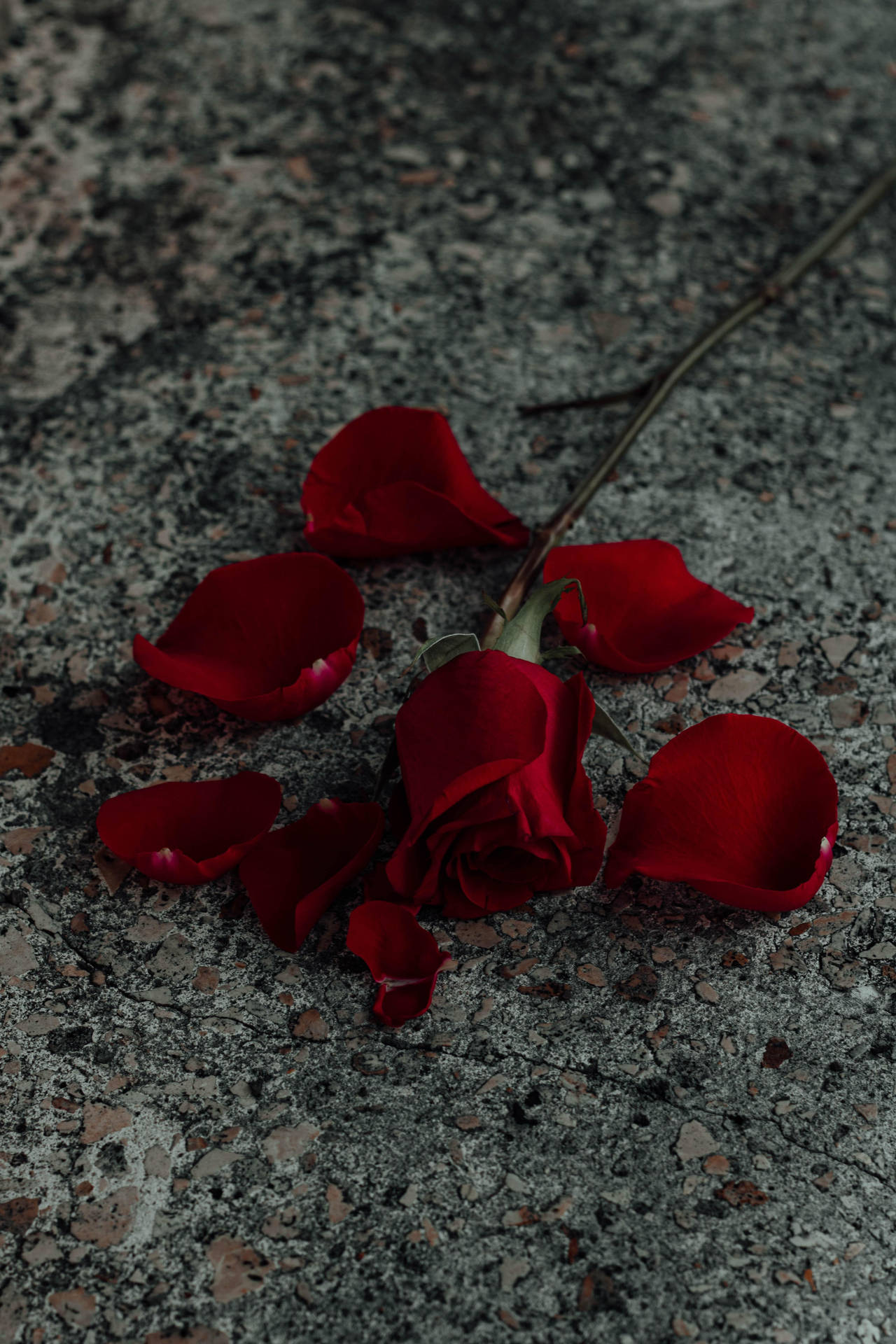 紅黑灰玫瑰花瓣 壁紙 — 一朵紅玫瑰，花瓣散落，躺在粗糙的灰色混凝土表面上，光線柔和暗淡。
