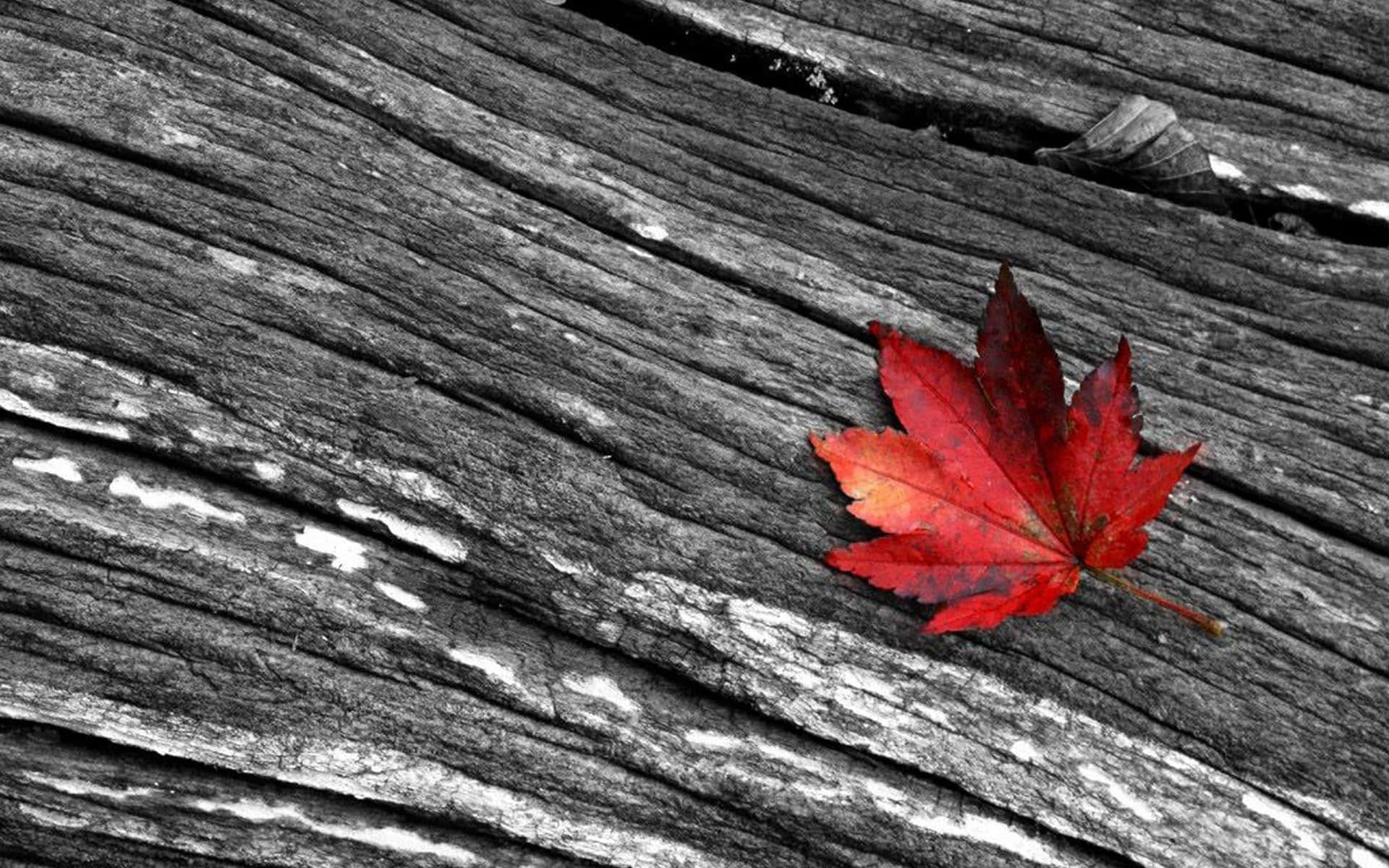 紅黑白色塊交織 壁紙 — 一片鮮紅的楓葉落在灰色的風化木板上，呈現出引人注目的選擇性色彩效果。